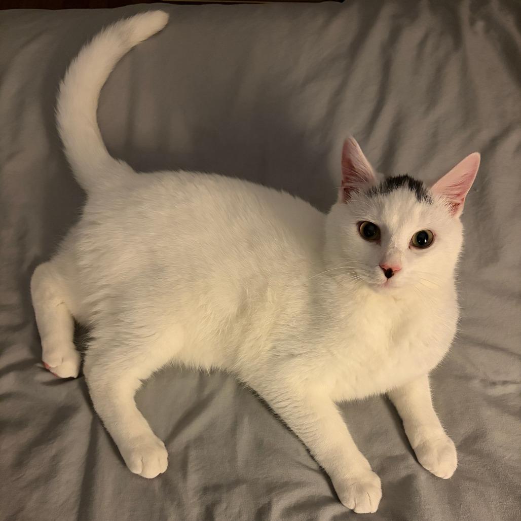 Enlarge Mishi, a Adoptable Domestic Short Hair in Westport, CT image 4/5