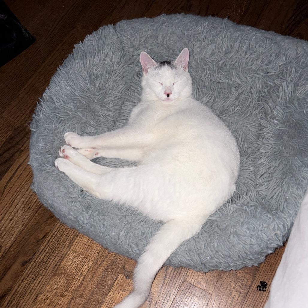 Enlarge Mishi, a Adoptable Domestic Short Hair in Westport, CT image 5/5