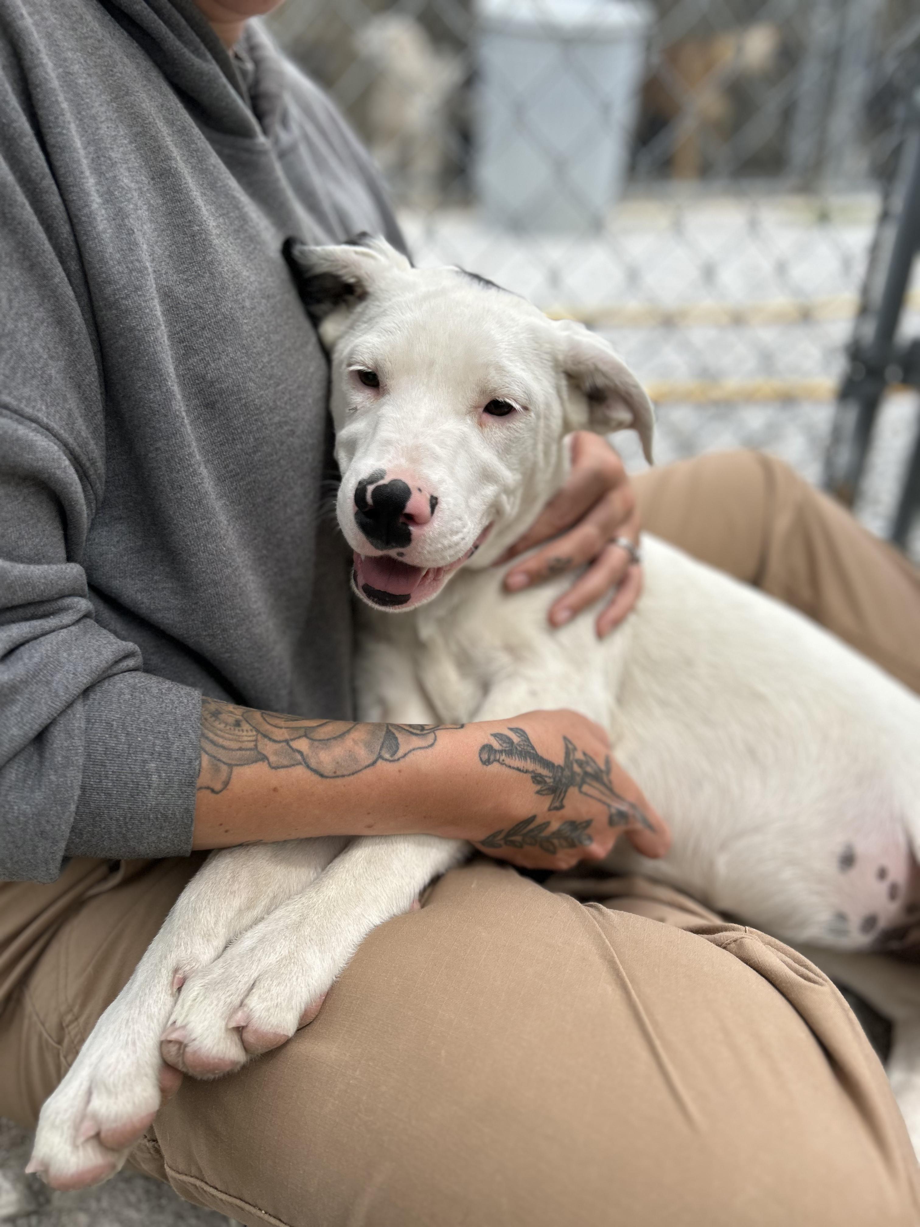 Enlarge Mia, an adoptable Mixed Breed in Manchester, TN image 2/3