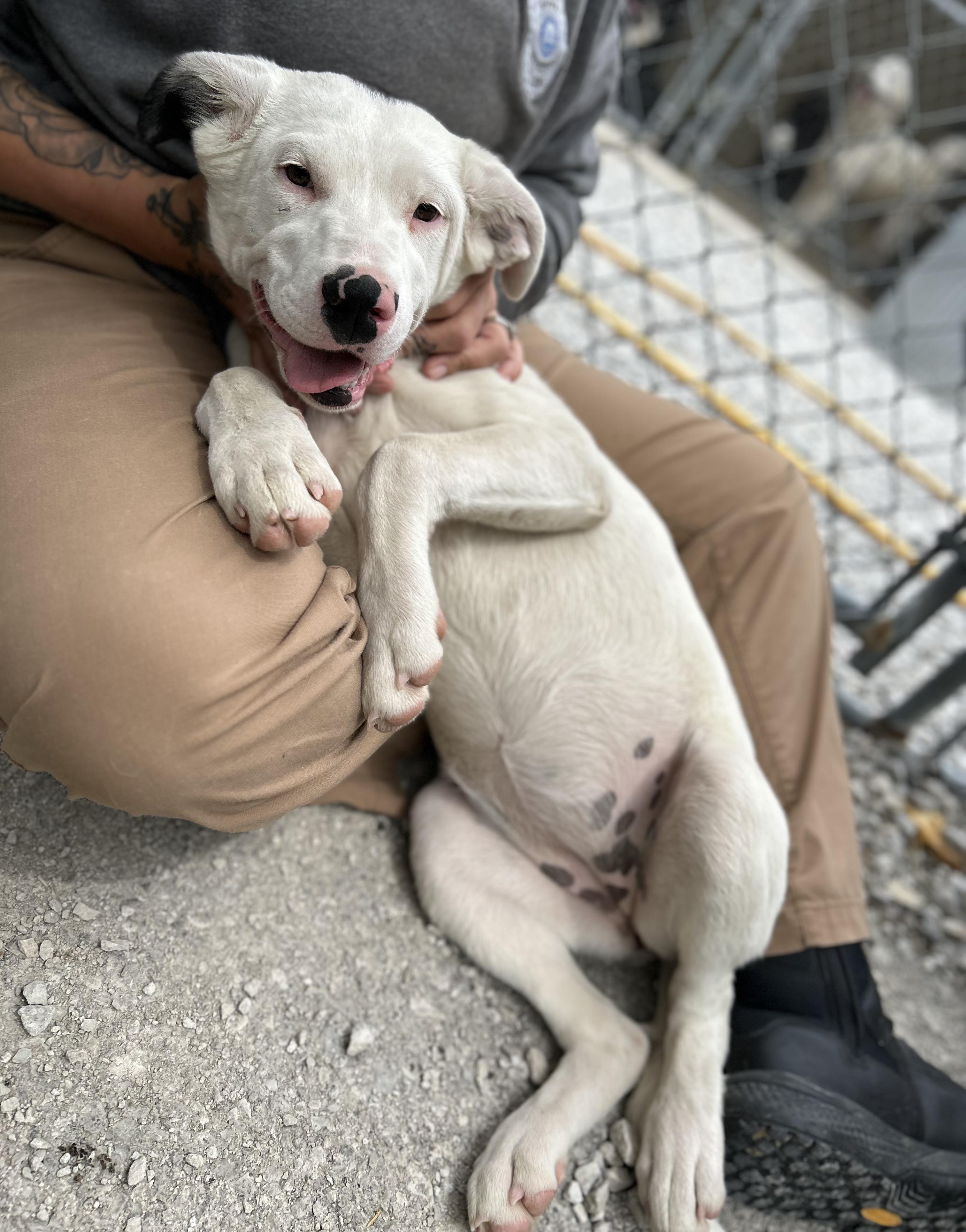 Enlarge Mia, an adoptable Mixed Breed in Manchester, TN image 3/3