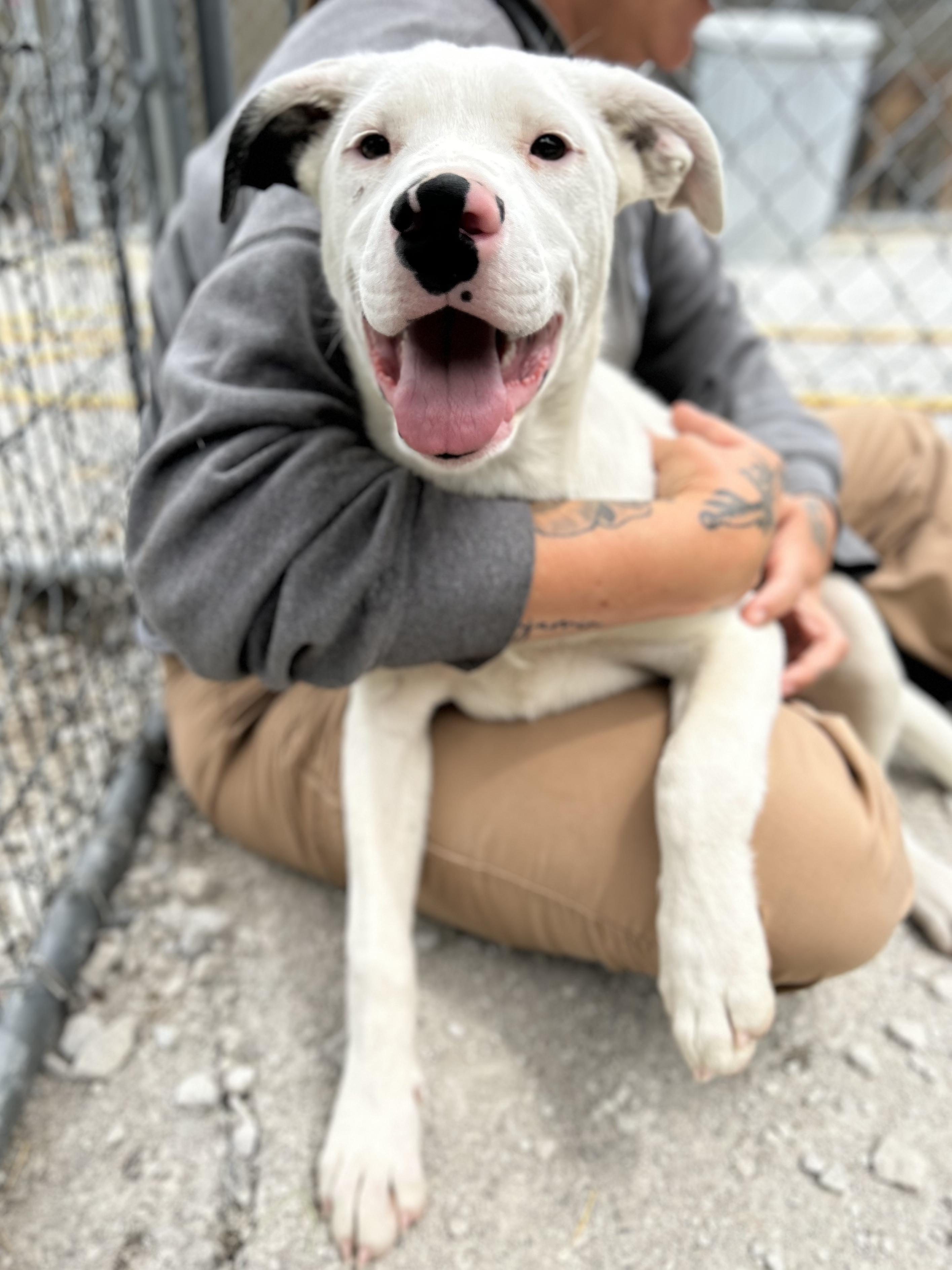 Enlarge Mia, an adoptable Mixed Breed in Manchester, TN image 1/3