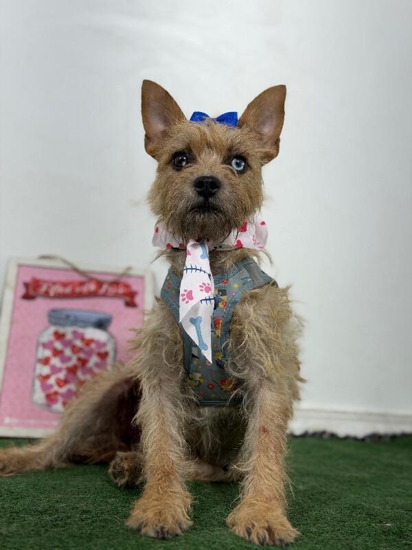 Enlarge Pancakes-One of our Amazing Rescue Dogs, a Adoptable mixed breed in Sparks, NV image 1/1