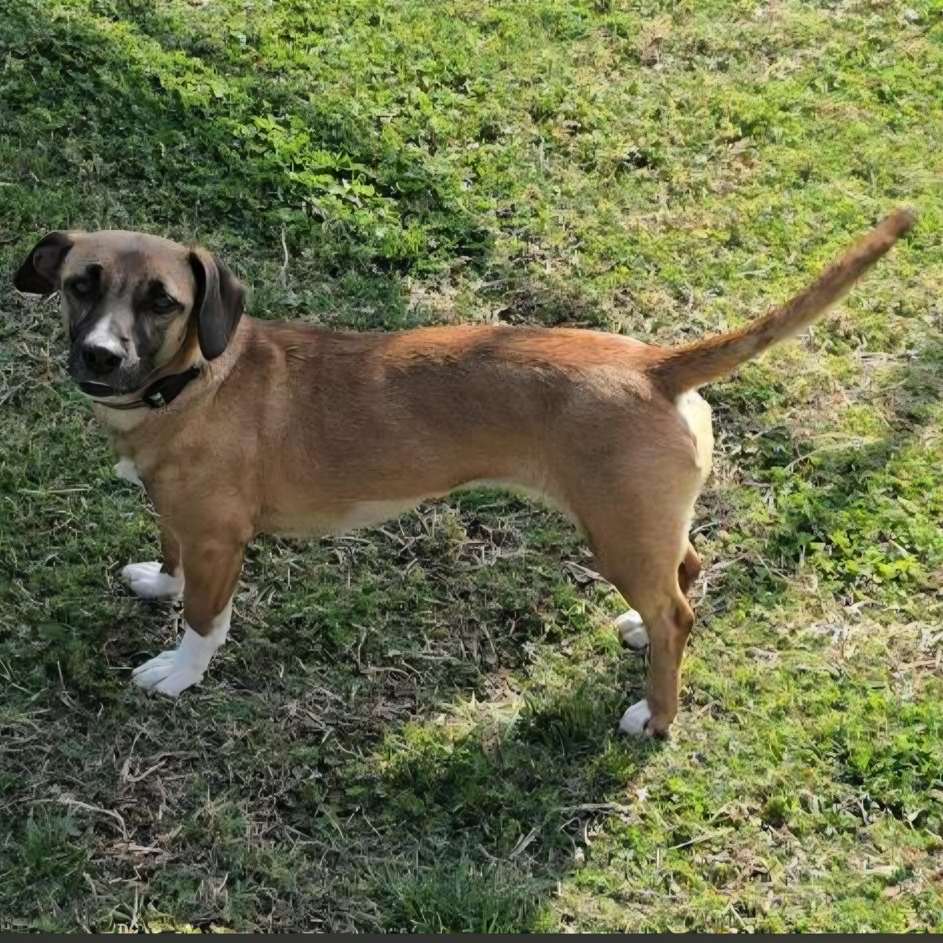 Enlarge Baytown Girl, a ADOPTABLE mixed breed in Greenville, SC image 4/5
