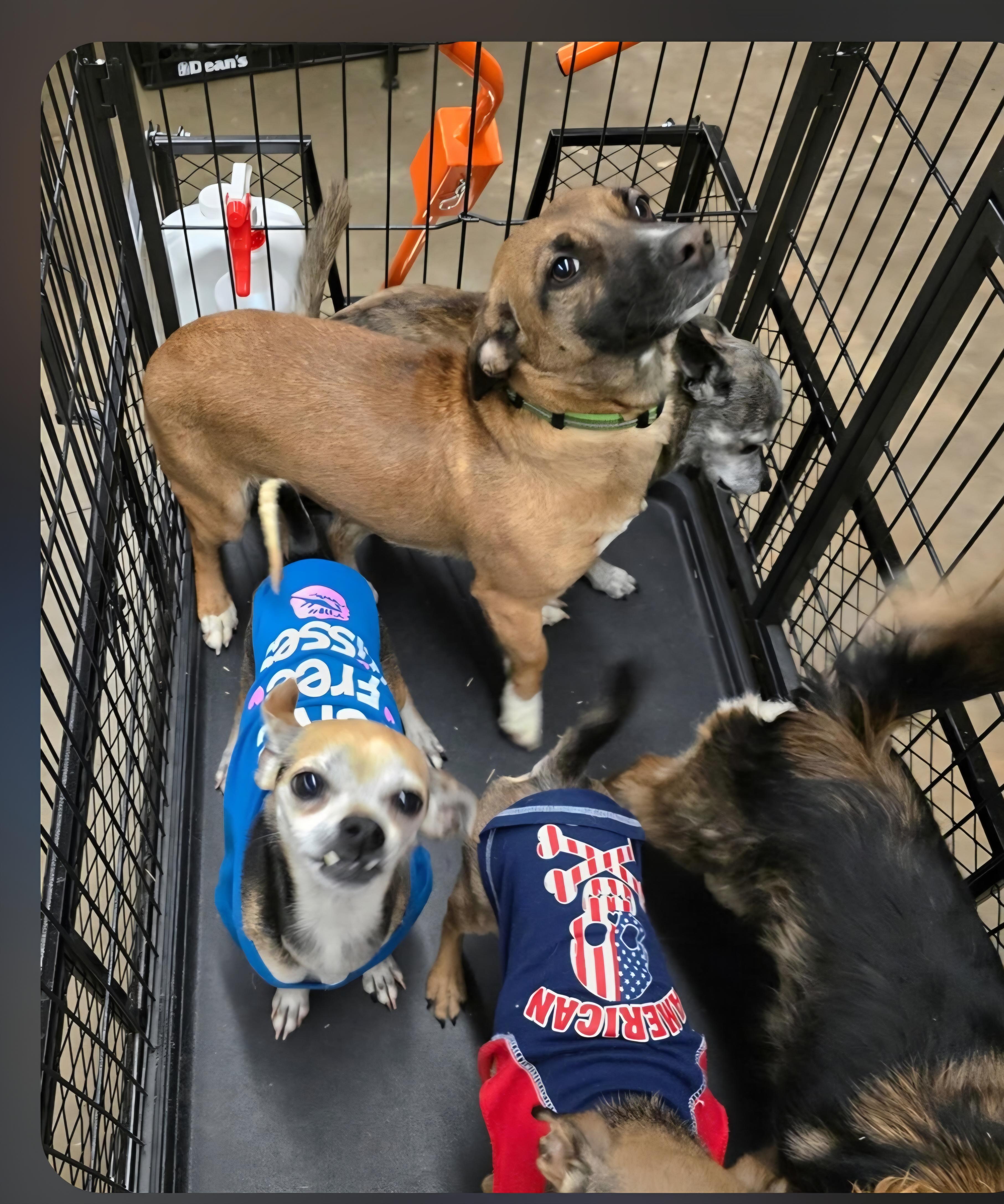 Enlarge Baytown Girl, a ADOPTABLE mixed breed in Greenville, SC image 3/4