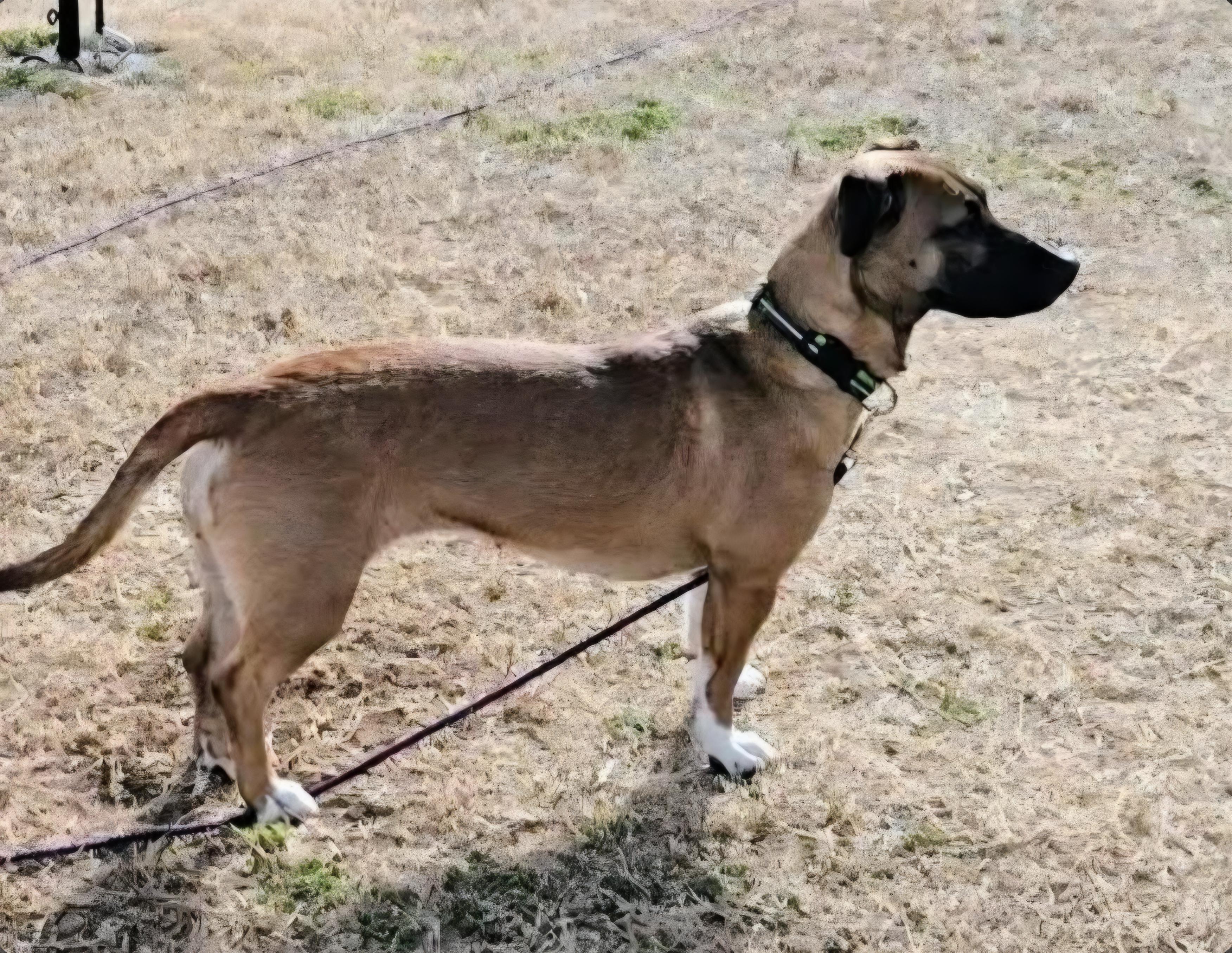 Enlarge Baytown Girl, a ADOPTABLE mixed breed in Greenville, SC image 4/4