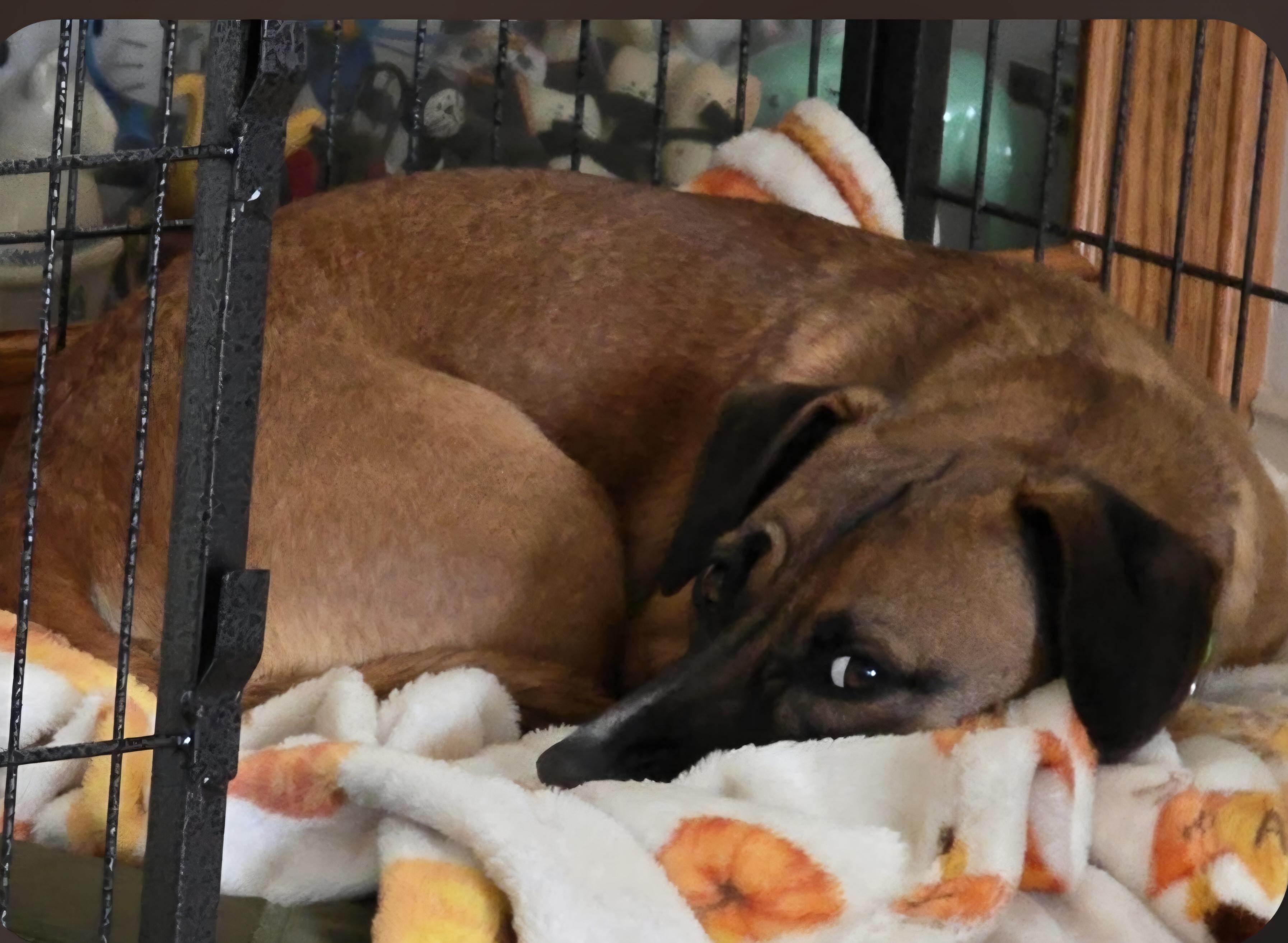 Baytown Girl, ADOPTABLE, Young Female Dachshund & Beagle.