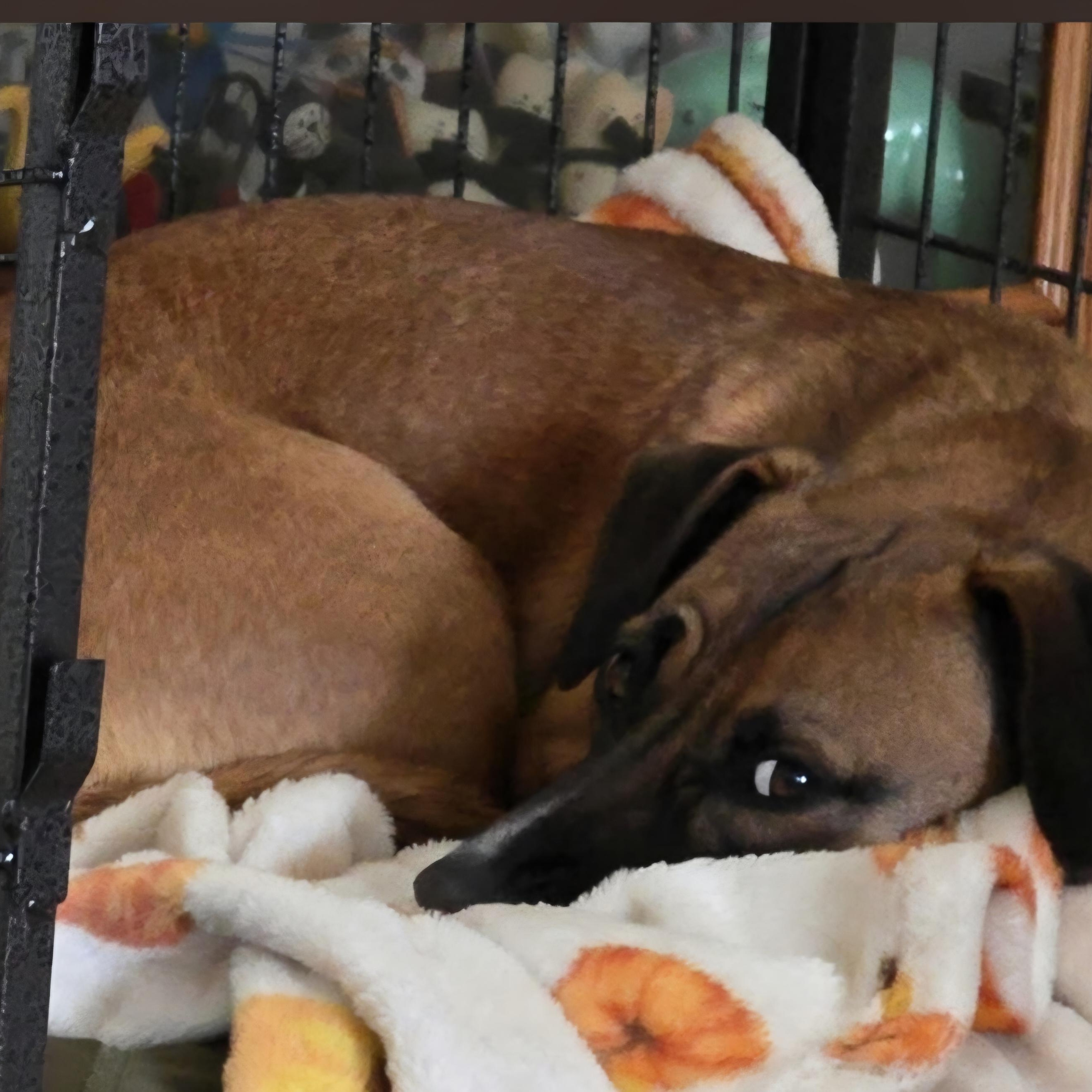 Enlarge Baytown Girl, a ADOPTABLE mixed breed in Greenville, SC image 2/5