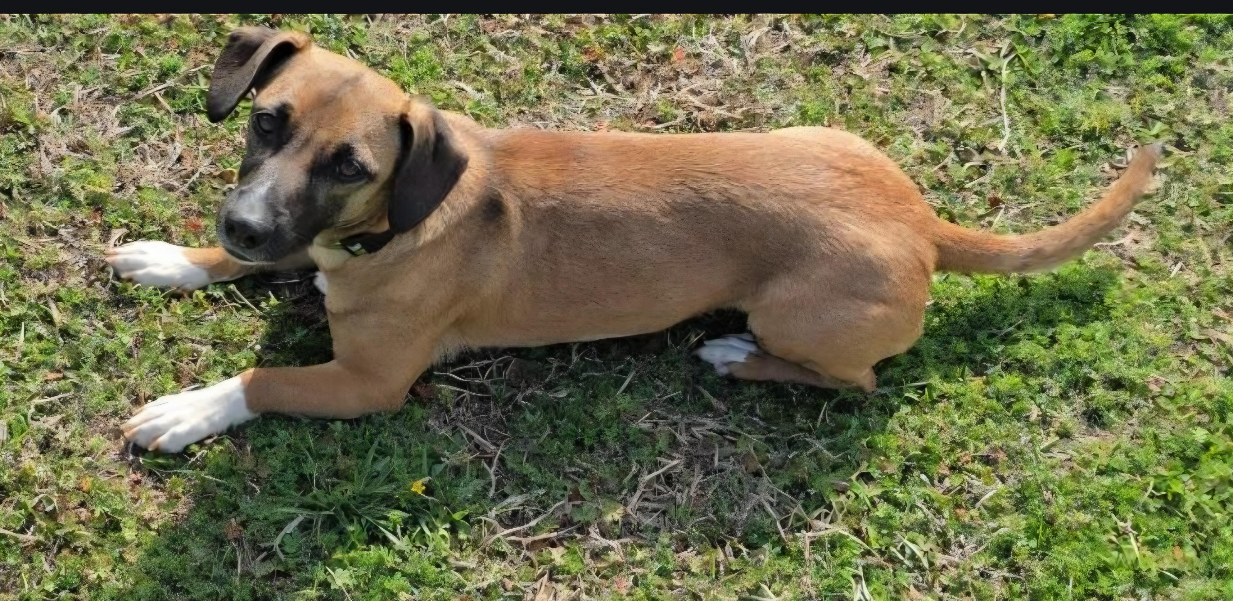 Enlarge Baytown Girl, a ADOPTABLE mixed breed in Greenville, SC image 5/5