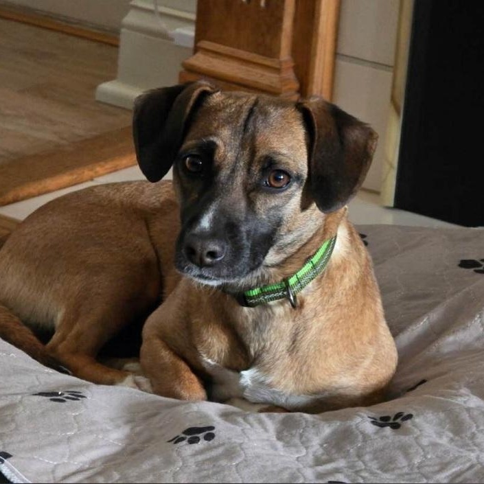 Enlarge Baytown Girl, a ADOPTABLE mixed breed in Greenville, SC image 1/5