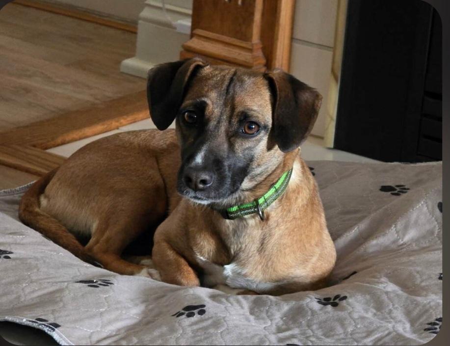 Enlarge Baytown Girl, a ADOPTABLE mixed breed in Greenville, SC image 2/4