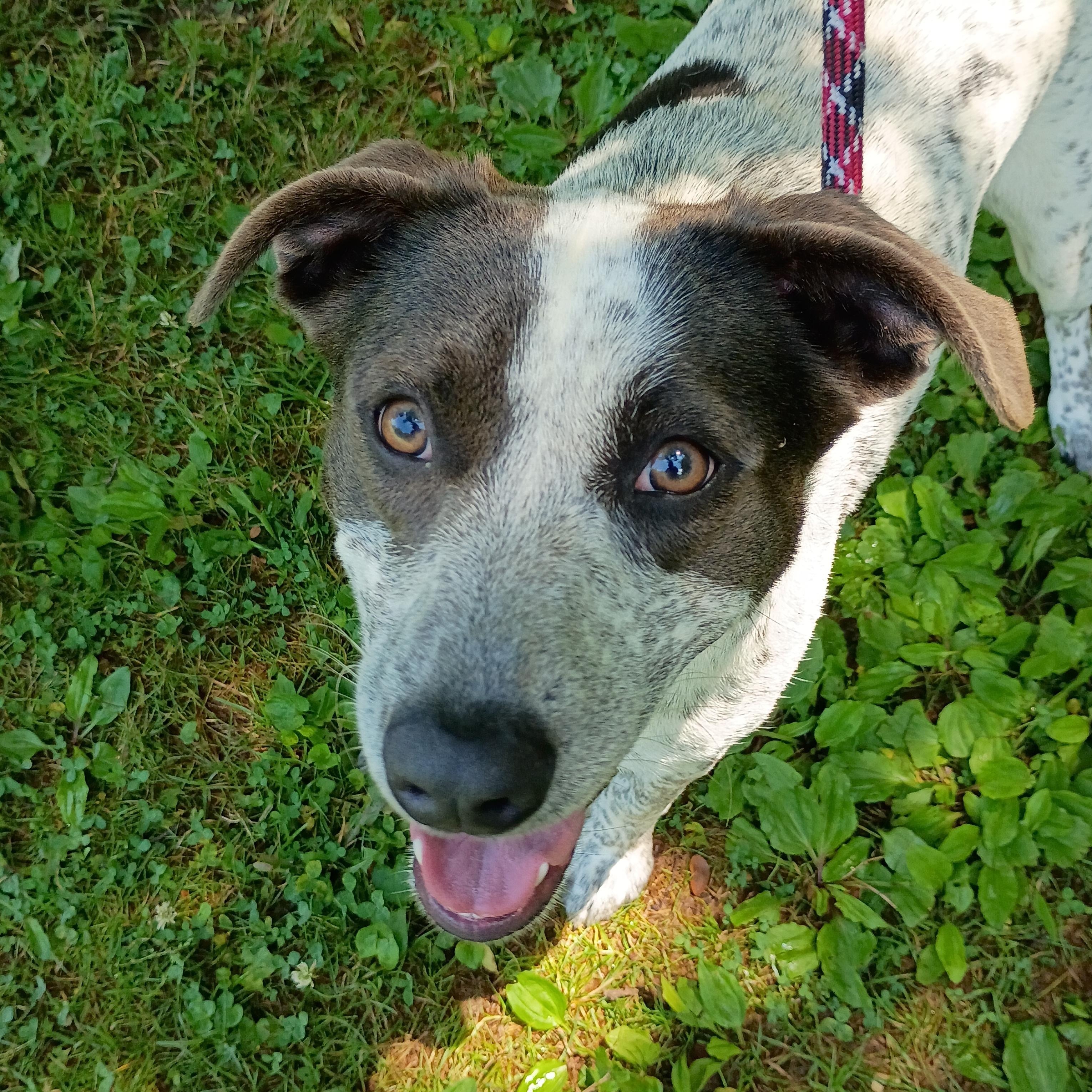 Josie, a ADOPTABLE mixed breed in Maynardville, TN image 3/3