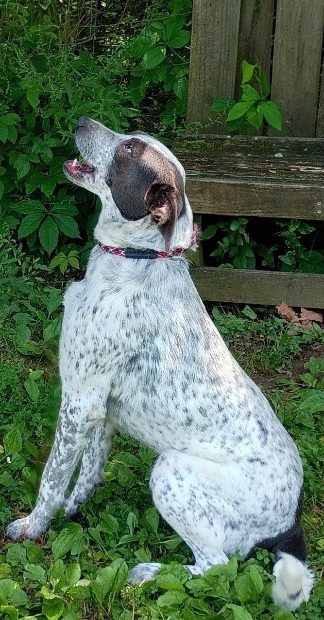 Josie, ADOPTABLE, Adult Female Australian Cattle Dog / Blue Heeler.