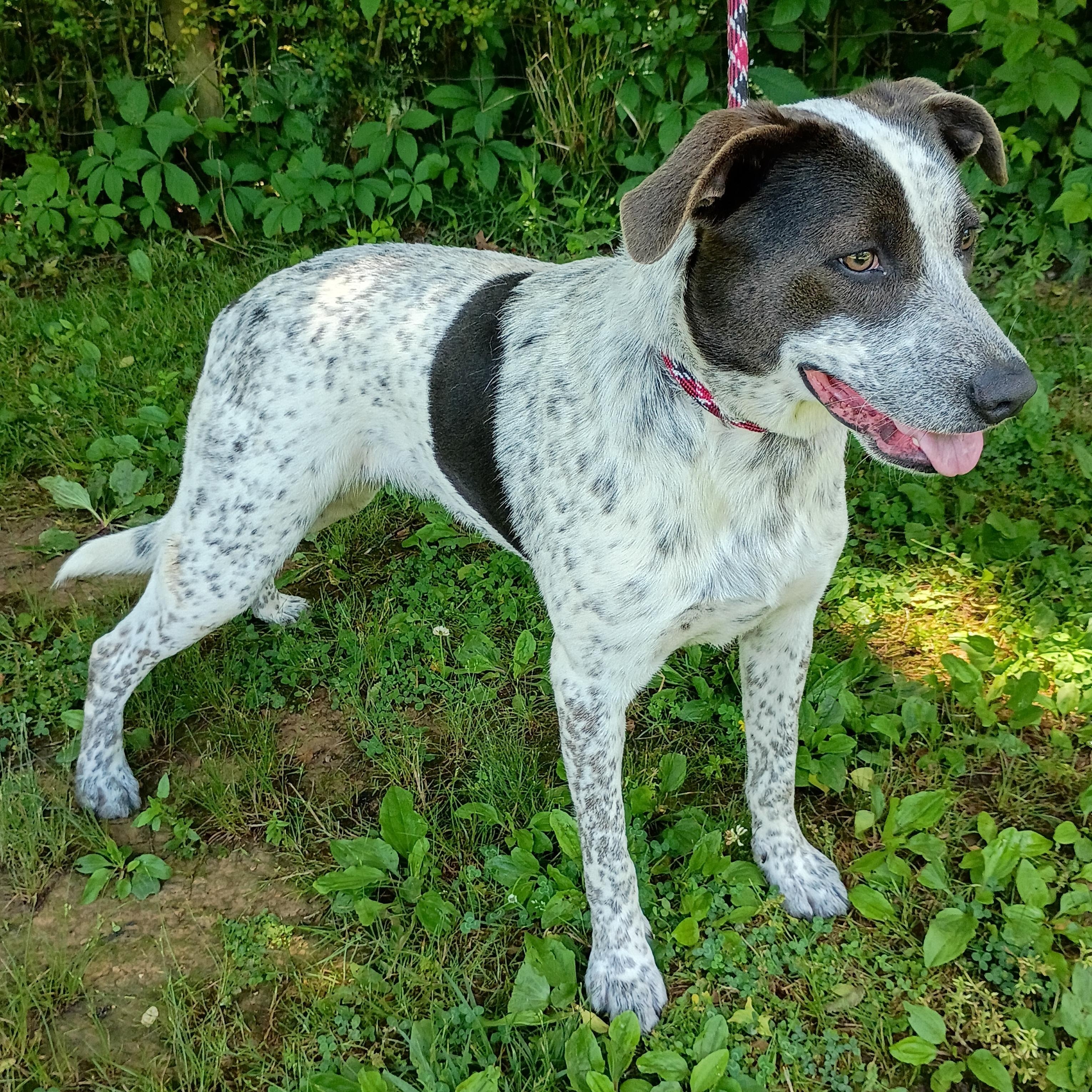 Josie, a ADOPTABLE mixed breed in Maynardville, TN image 2/3