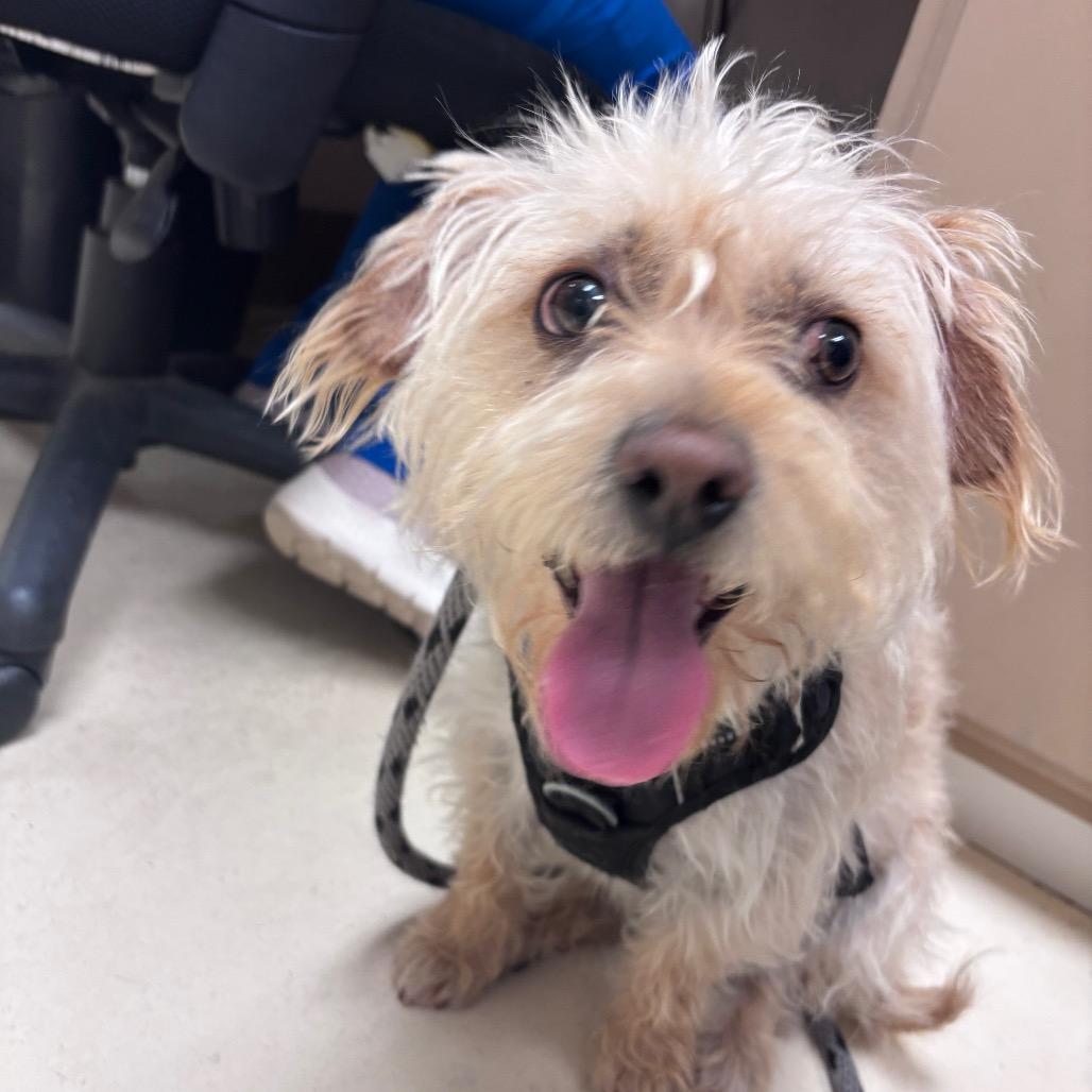 Enlarge Luke, a Adoptable Jack Russell Terrier in Santa Barbara, CA image 2/5