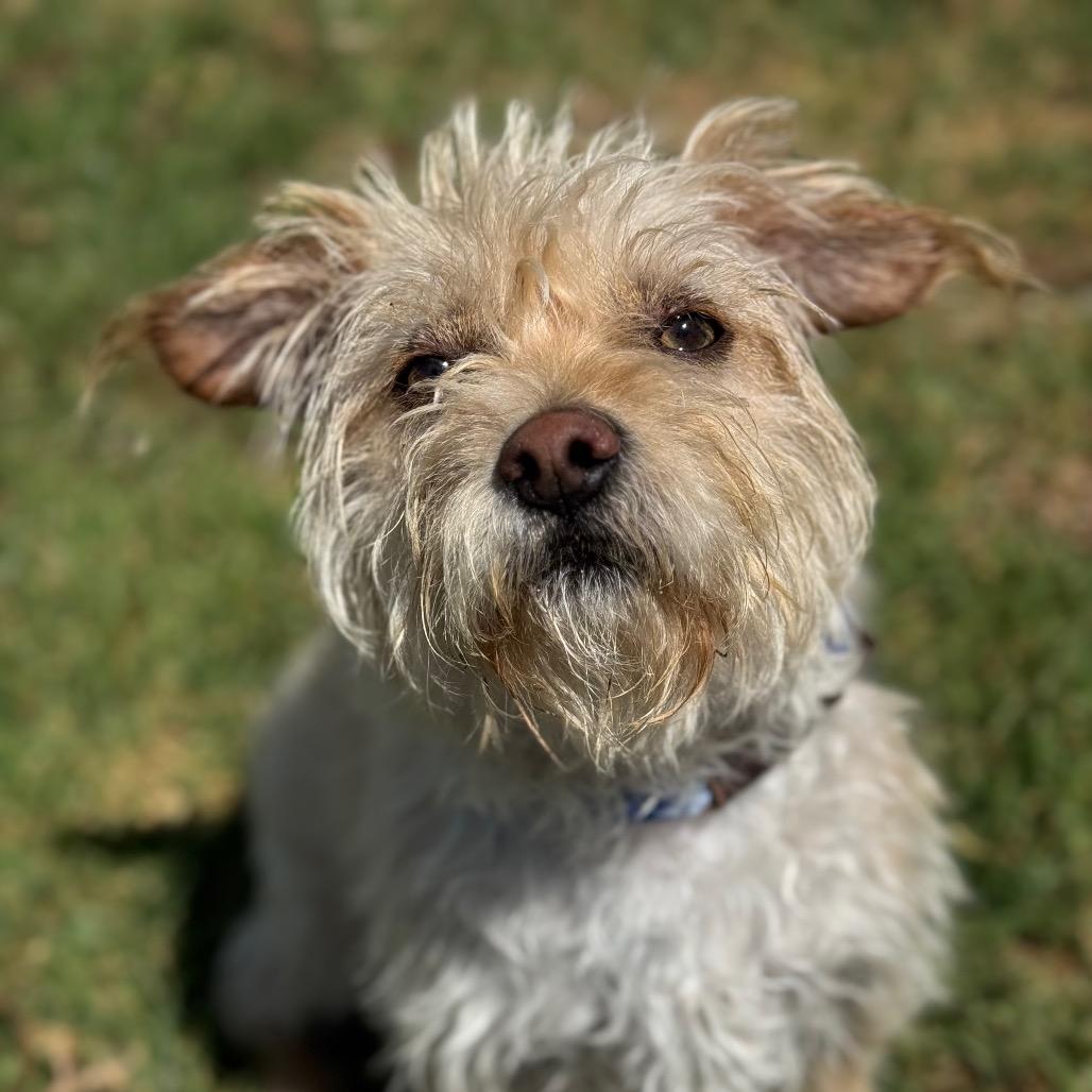 Enlarge Luke, a Adoptable Jack Russell Terrier in Santa Barbara, CA image 3/5