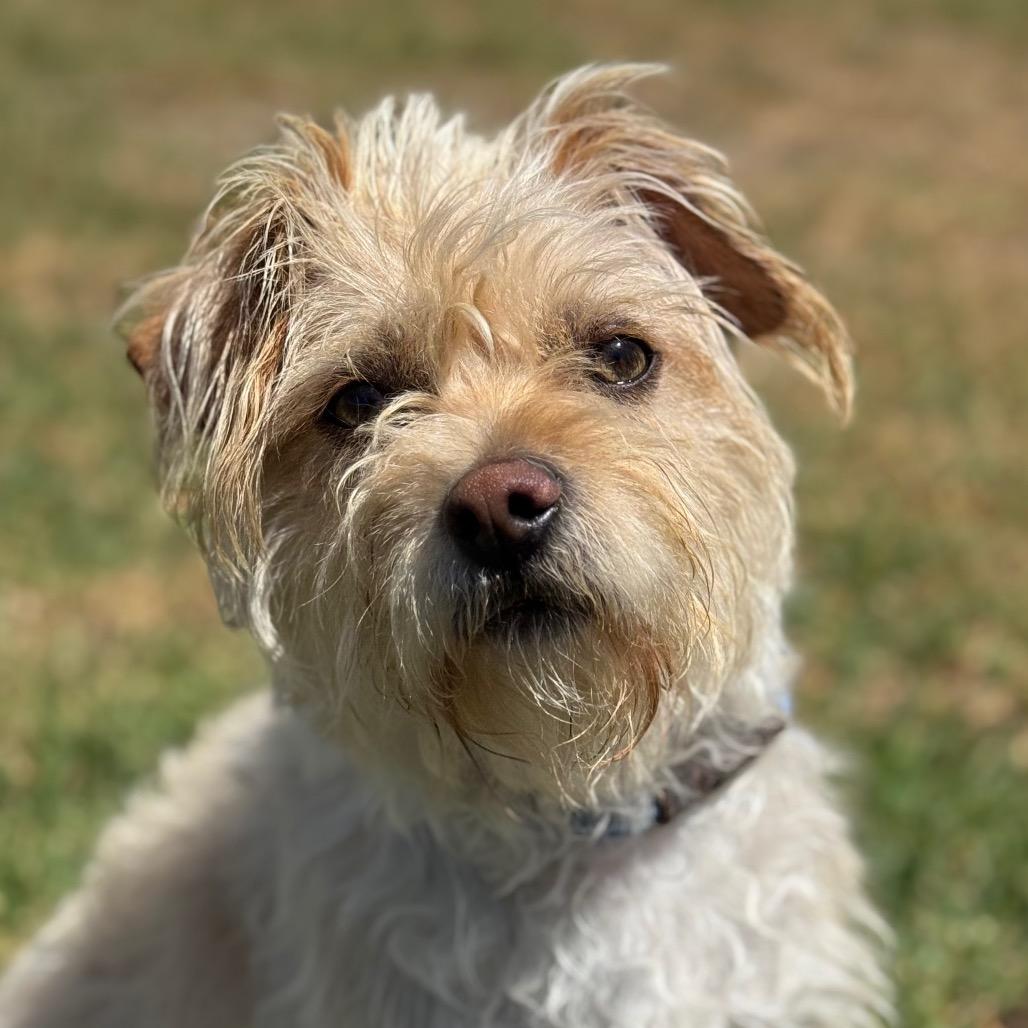 Enlarge Luke, a Adoptable Jack Russell Terrier in Santa Barbara, CA image 4/5