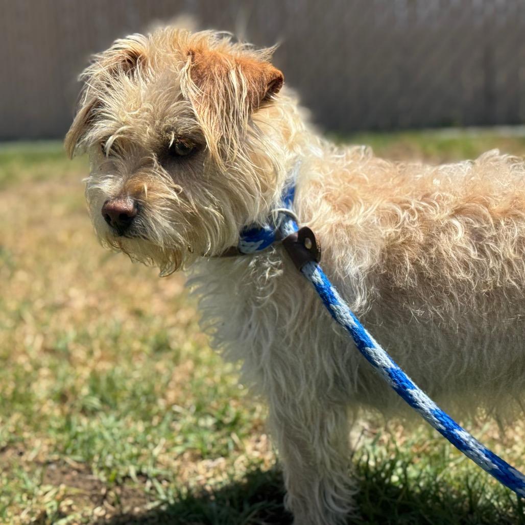 Enlarge Luke, a Adoptable Jack Russell Terrier in Santa Barbara, CA image 5/5