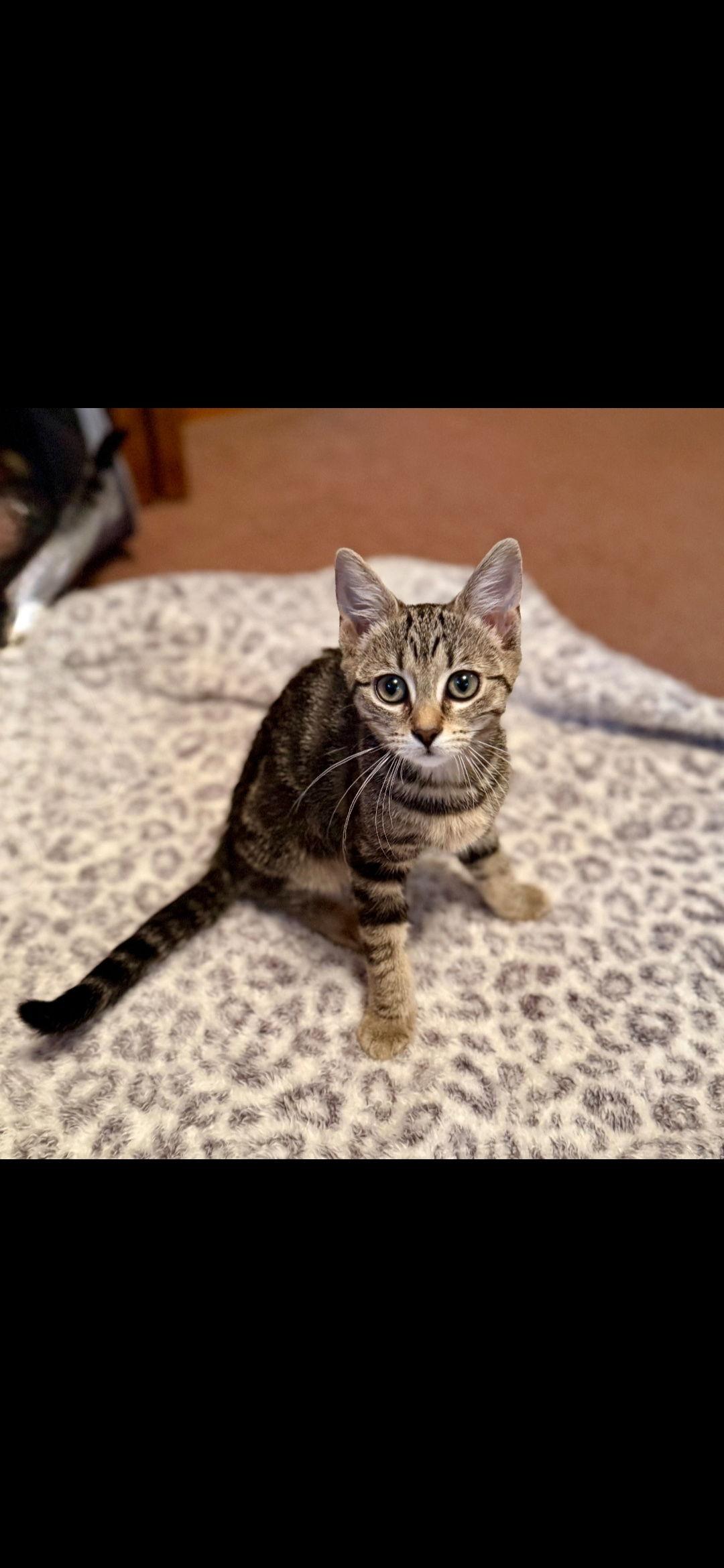 Journey, Adoptable, Kitten Female Domestic Short Hair.