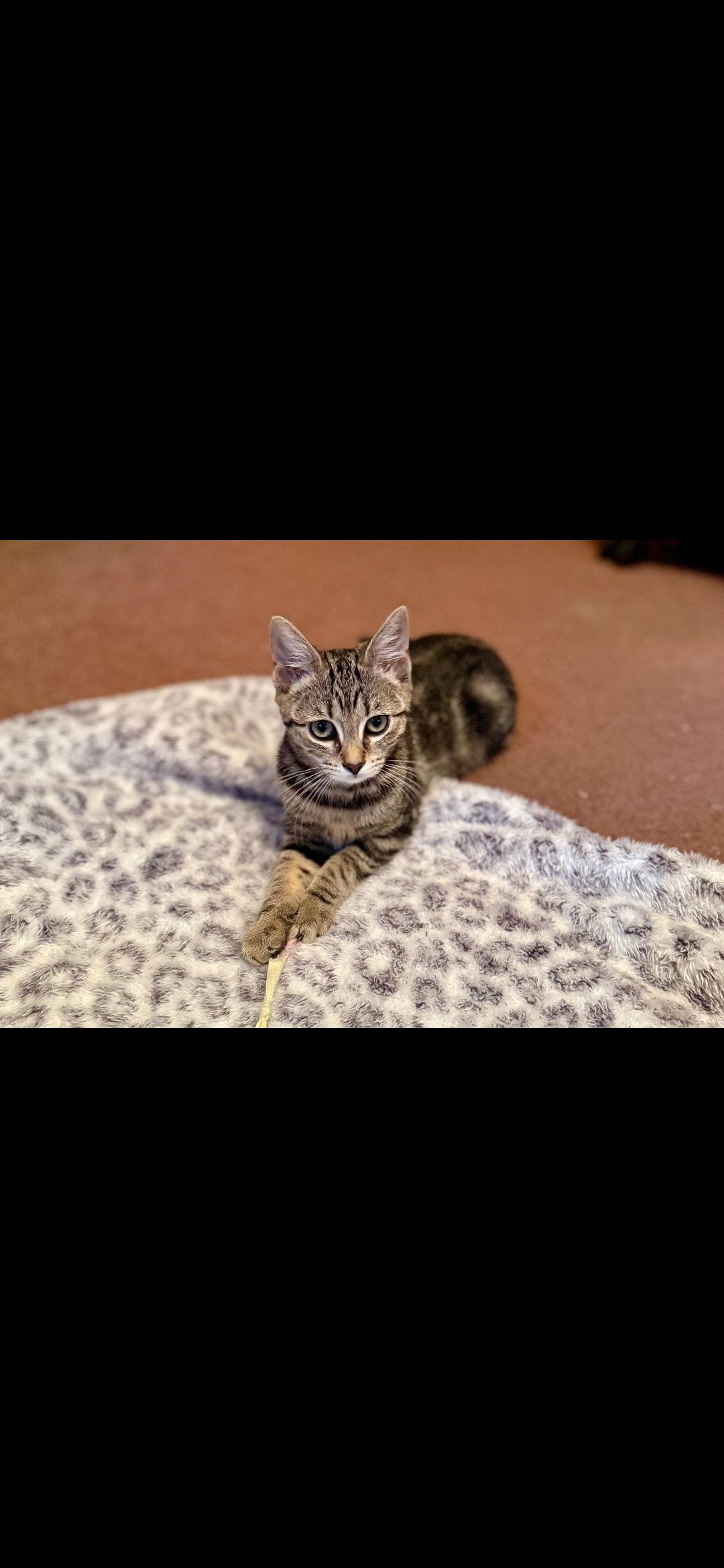 Journey, a Adoptable Domestic Short Hair in Harrisburg, PA image 2/3