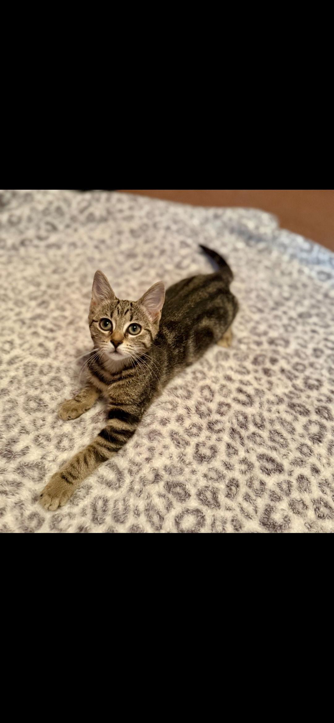 Journey, a Adoptable Domestic Short Hair in Harrisburg, PA image 3/3