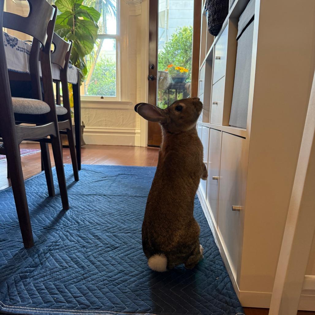 Enlarge Julep, a Adoptable Bunny Rabbit in Richmond, CA image 1/6