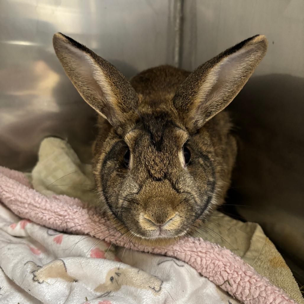 Julep, Adoptable, Adult Female Bunny Rabbit.
