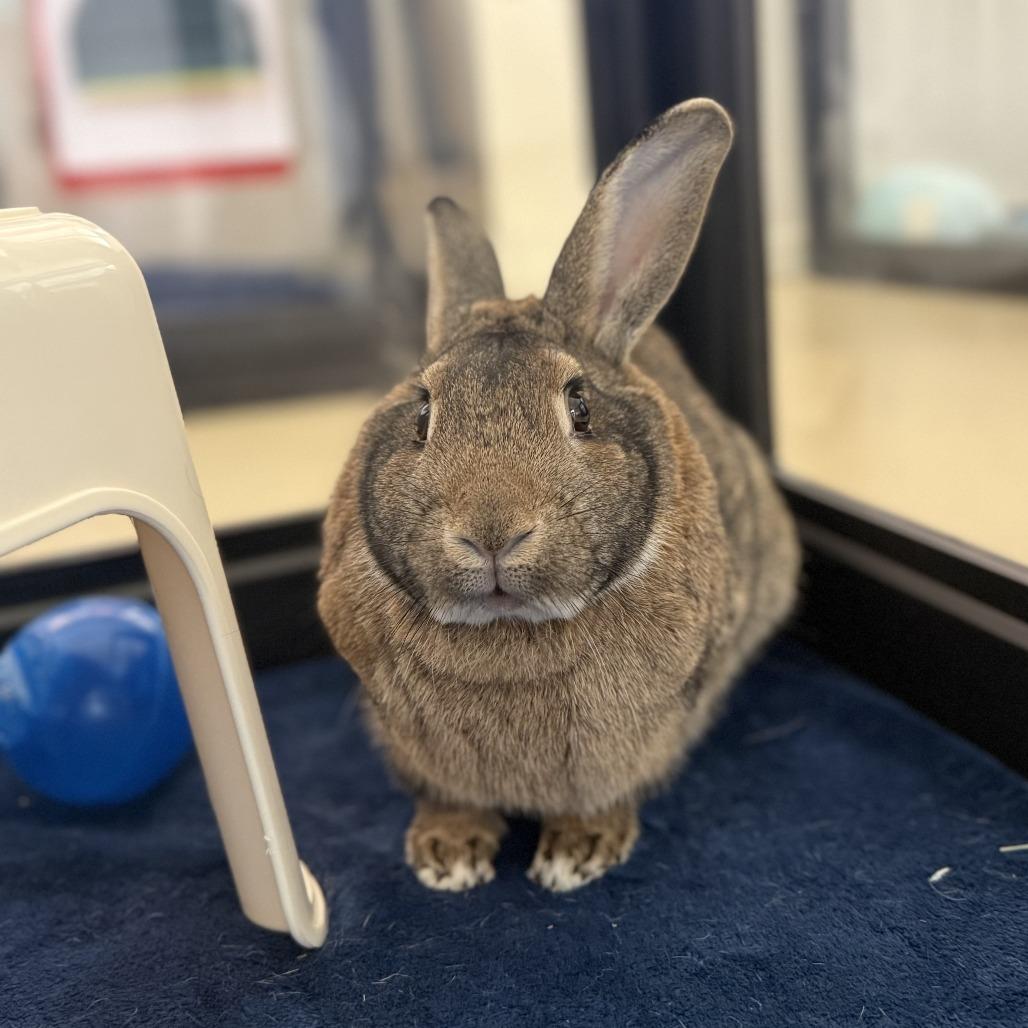 Enlarge Julep, a Adoptable Bunny Rabbit in Richmond, CA image 3/6