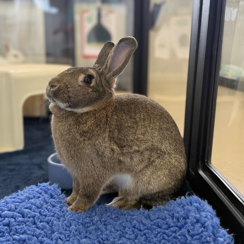 Enlarge Julep, a Adoptable Bunny Rabbit in Richmond, CA image 4/6