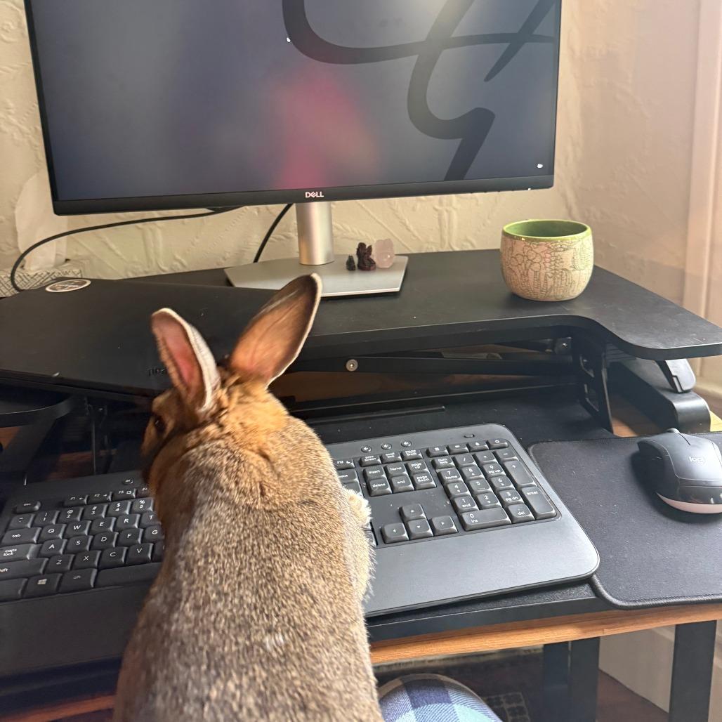 Enlarge Julep, a Adoptable Bunny Rabbit in Richmond, CA image 4/6