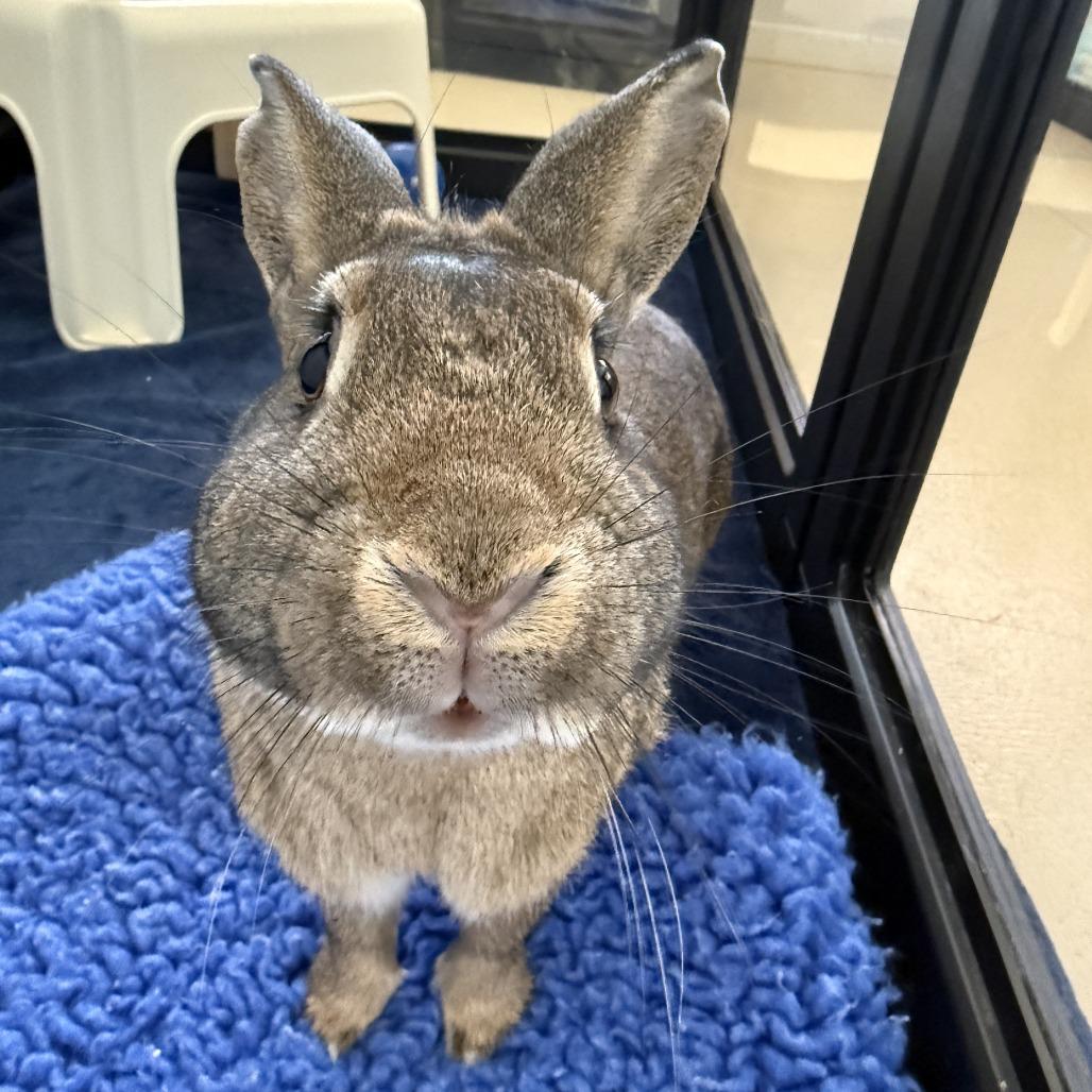 Enlarge Julep, a Adoptable Bunny Rabbit in Richmond, CA image 5/6