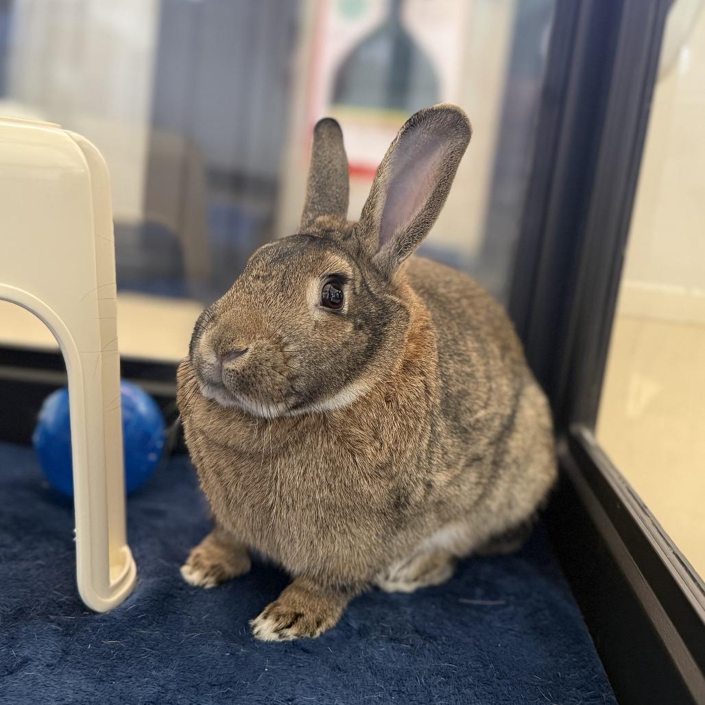 Enlarge Julep, a Adoptable Bunny Rabbit in Richmond, CA image 6/6