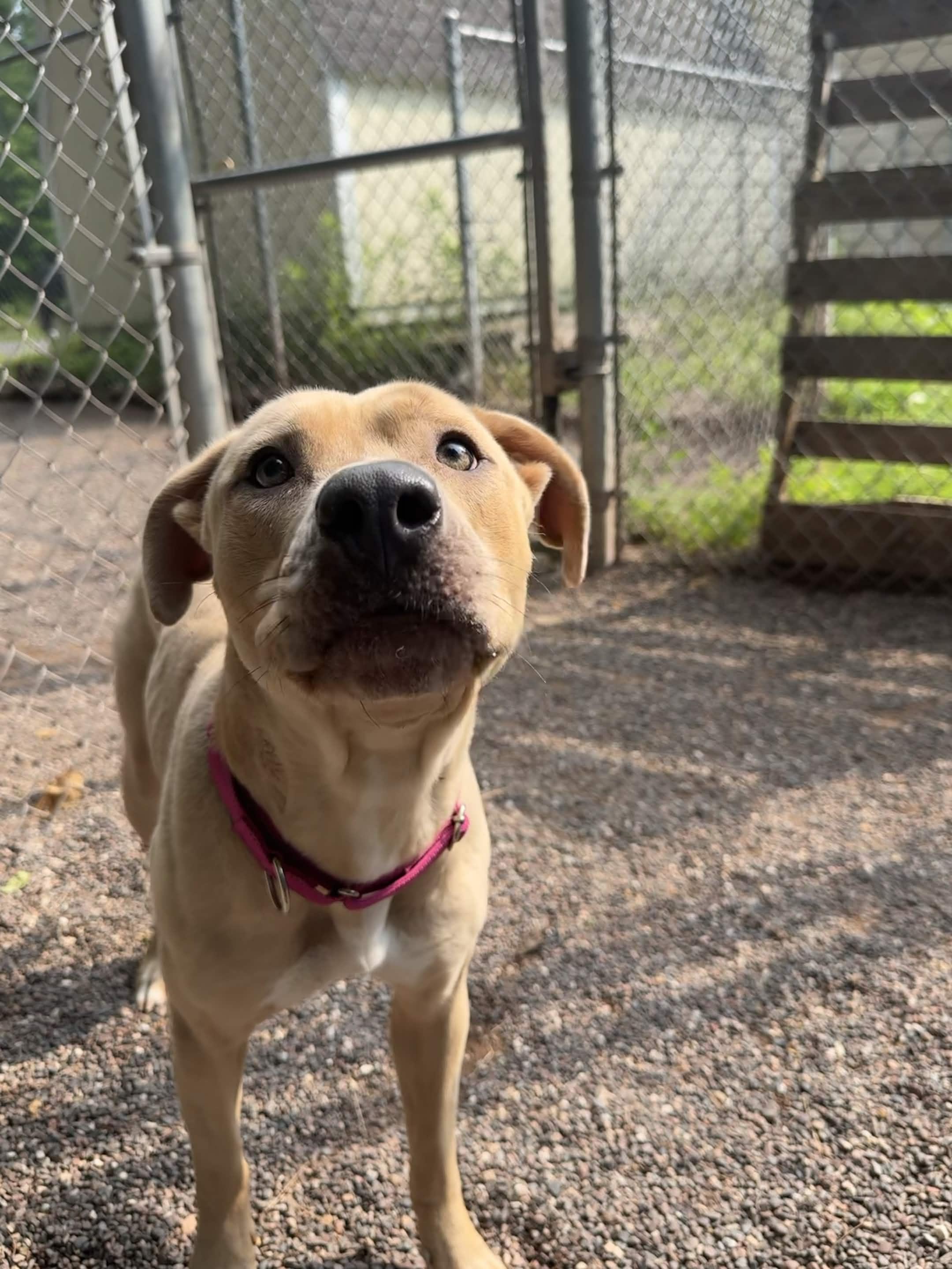 Faith, a ADOPTABLE mixed breed in Houghton, MI image 4/6