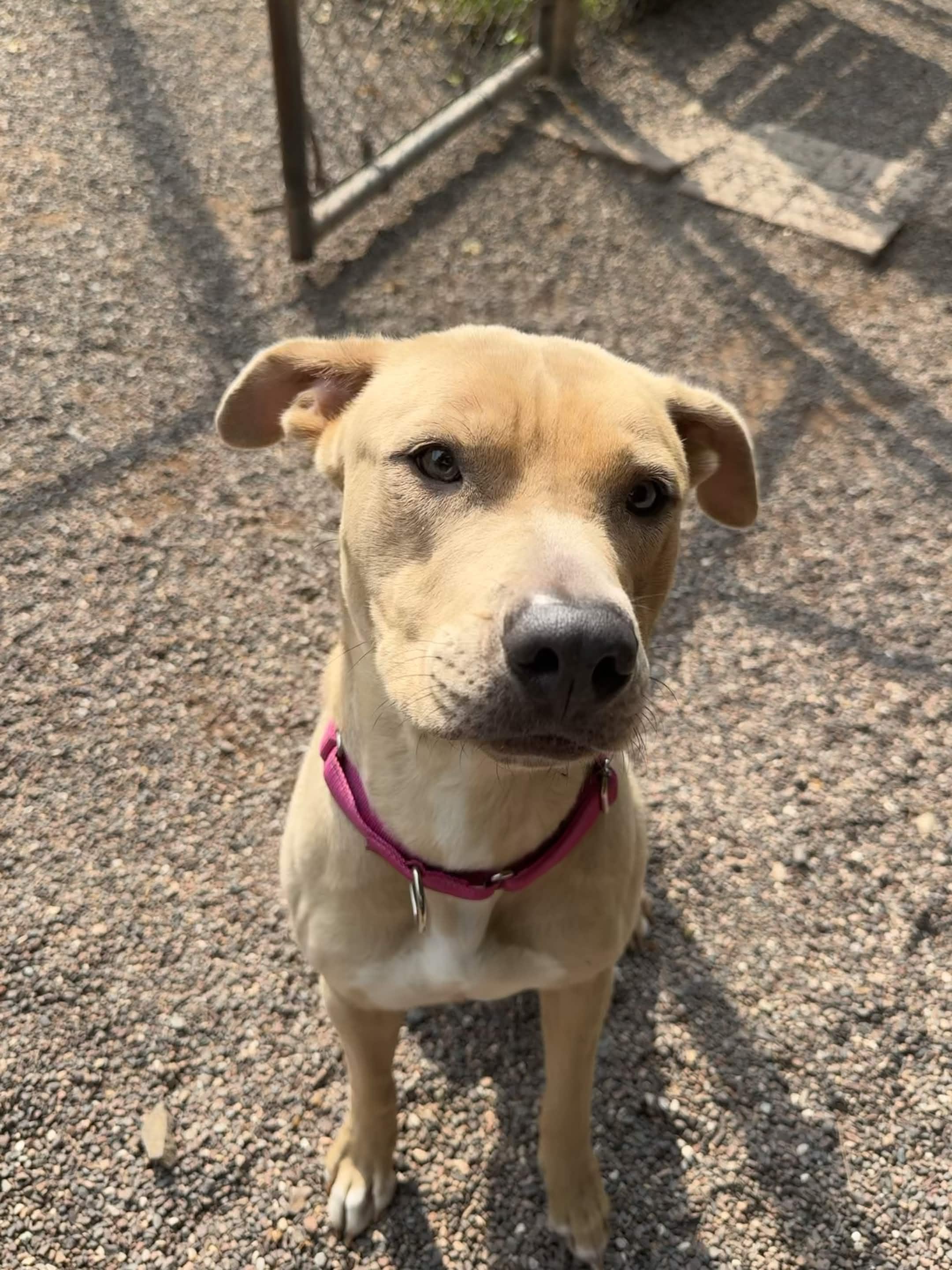 Faith, a ADOPTABLE mixed breed in Houghton, MI image 3/6