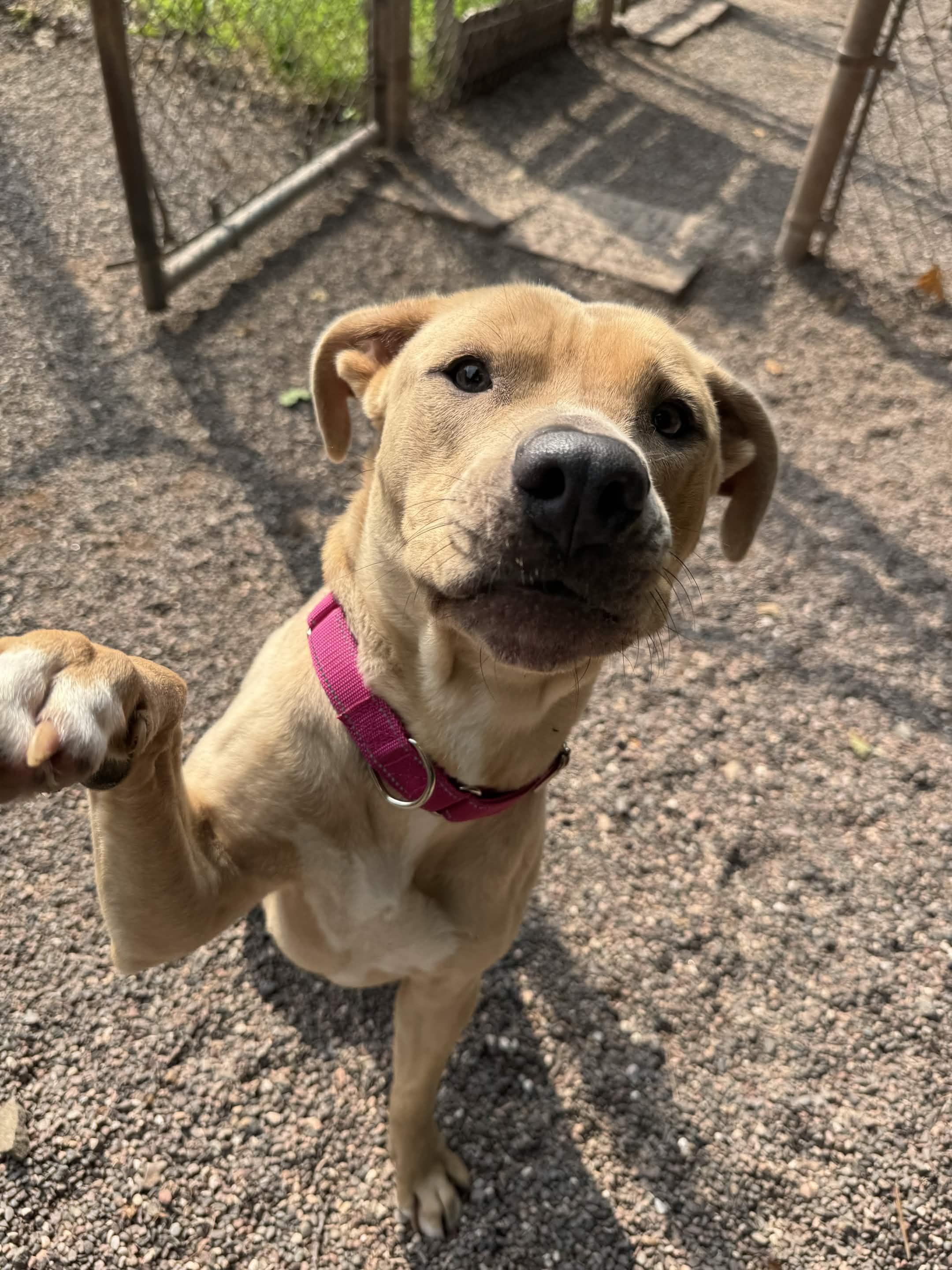 Faith, a ADOPTABLE mixed breed in Houghton, MI image 1/6