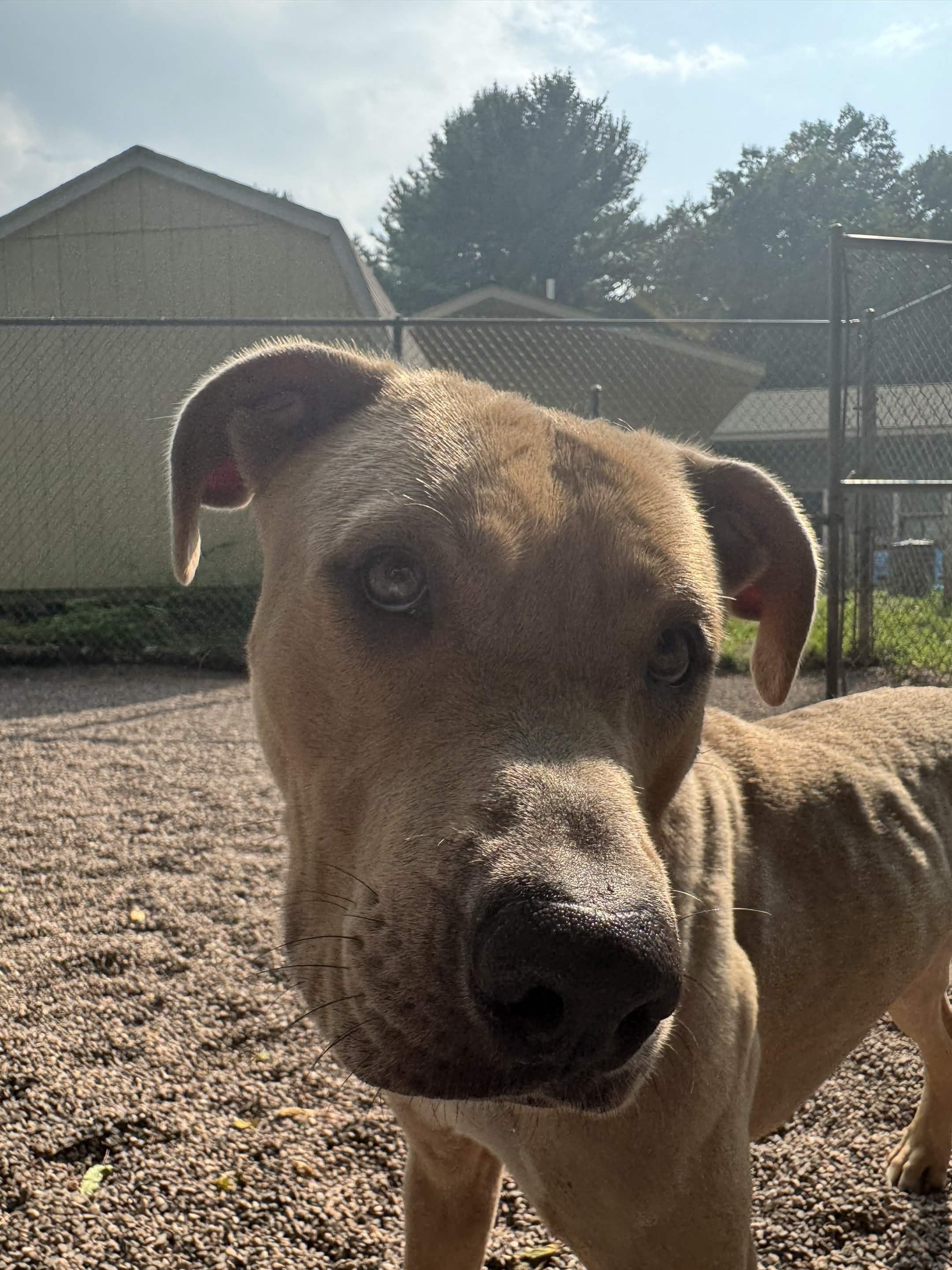 Faith, a ADOPTABLE mixed breed in Houghton, MI image 2/6
