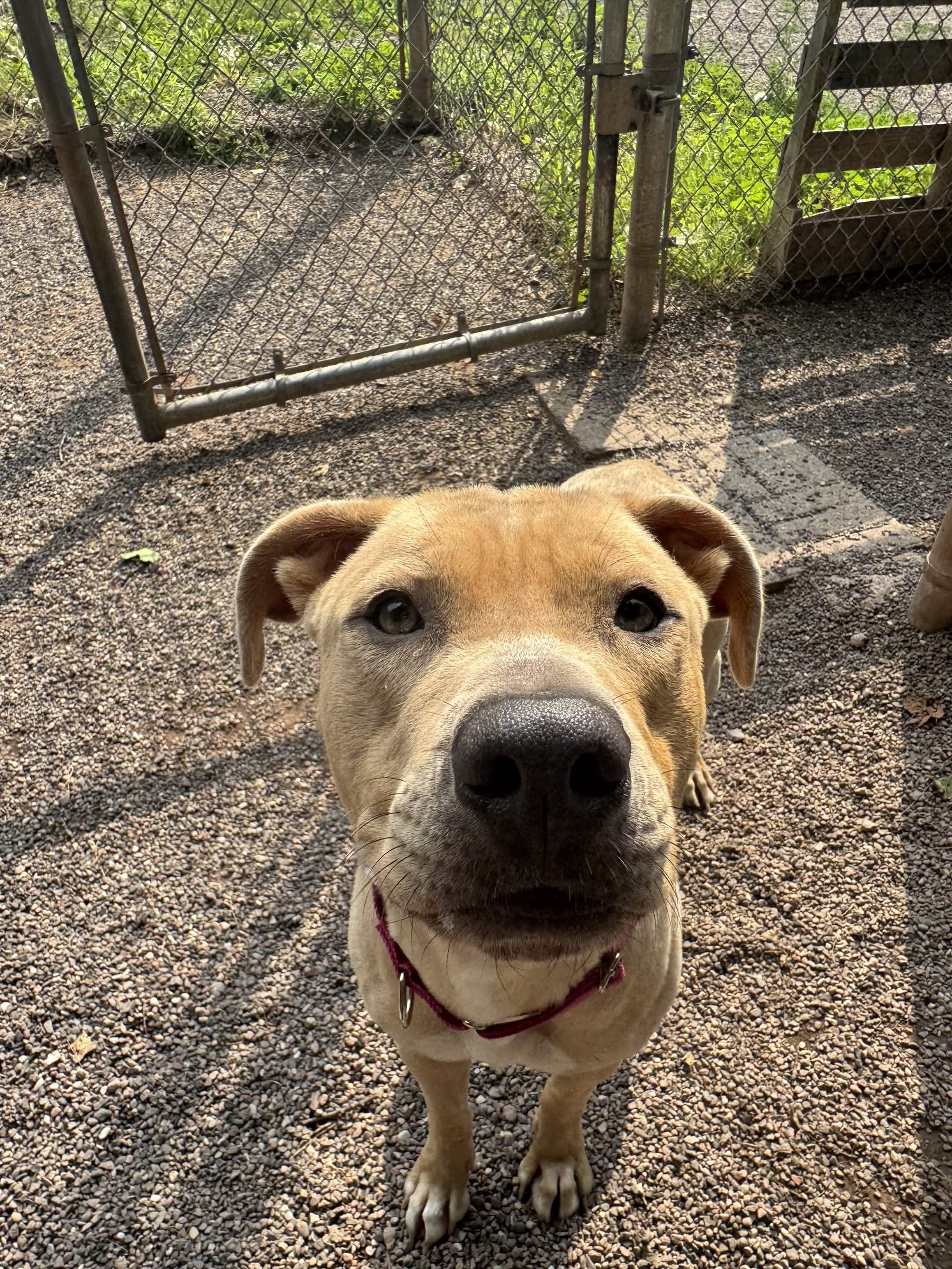 Faith, a ADOPTABLE mixed breed in Houghton, MI image 6/6