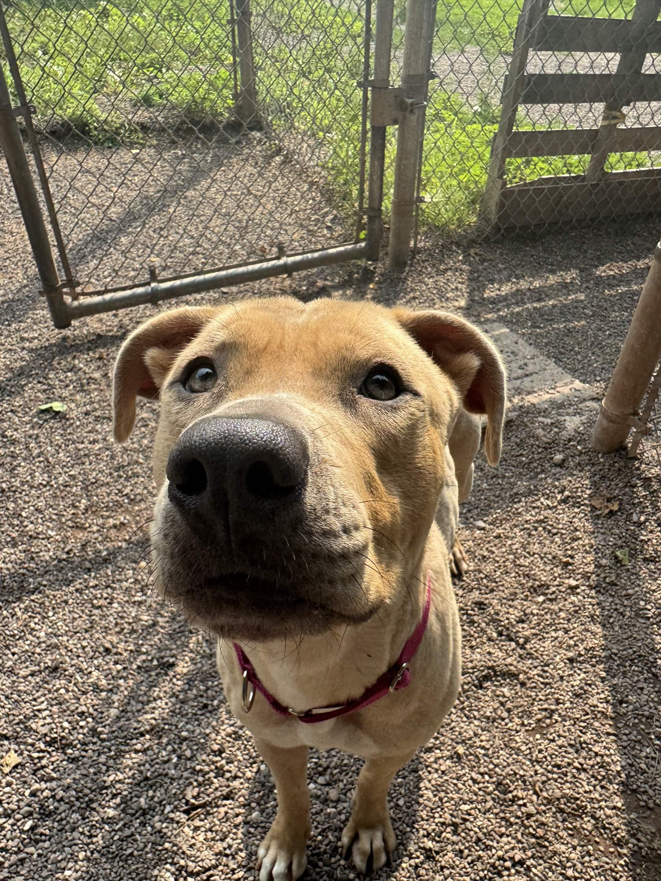 Faith, a ADOPTABLE mixed breed in Houghton, MI image 5/6