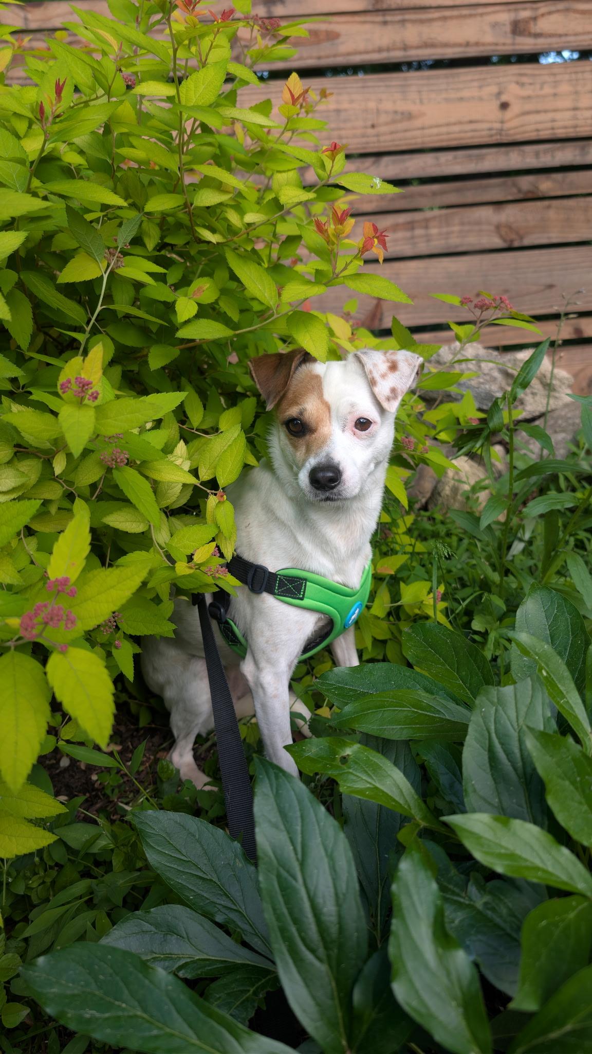 Enlarge Kiana, an adoptable mixed breed in Harrison, NY image 2/6