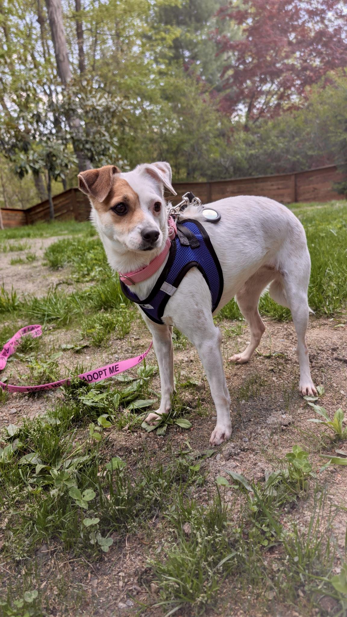 Enlarge Kiana, an adoptable mixed breed in Harrison, NY image 3/6