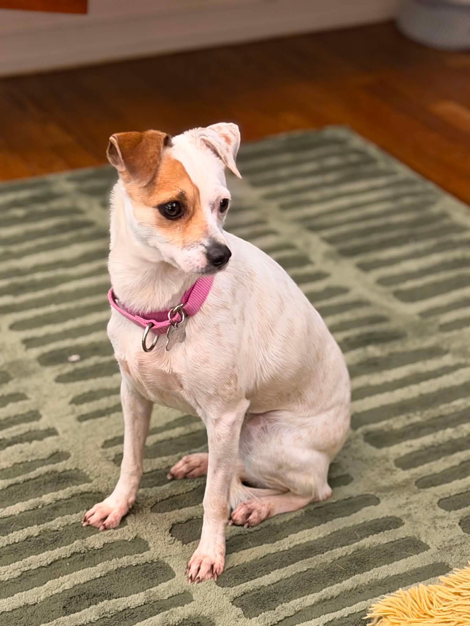 Enlarge Kiana, an adoptable mixed breed in Harrison, NY image 5/6