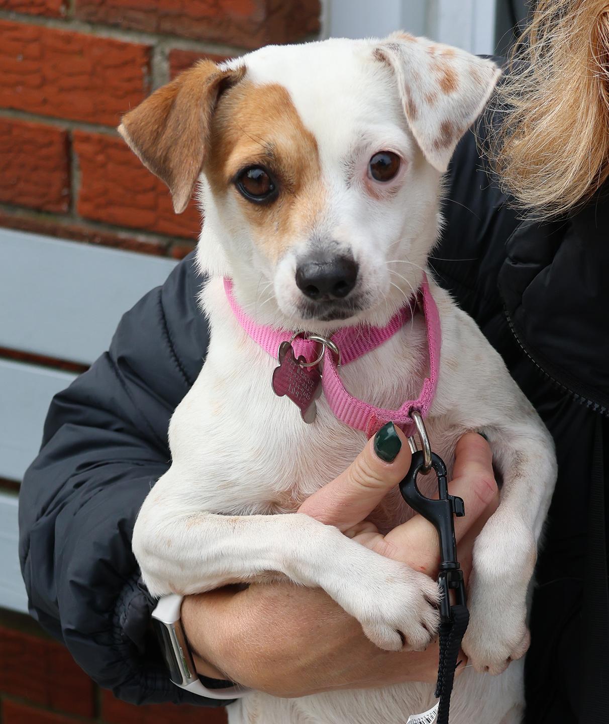 Enlarge Kiana, an adoptable mixed breed in Harrison, NY image 6/6