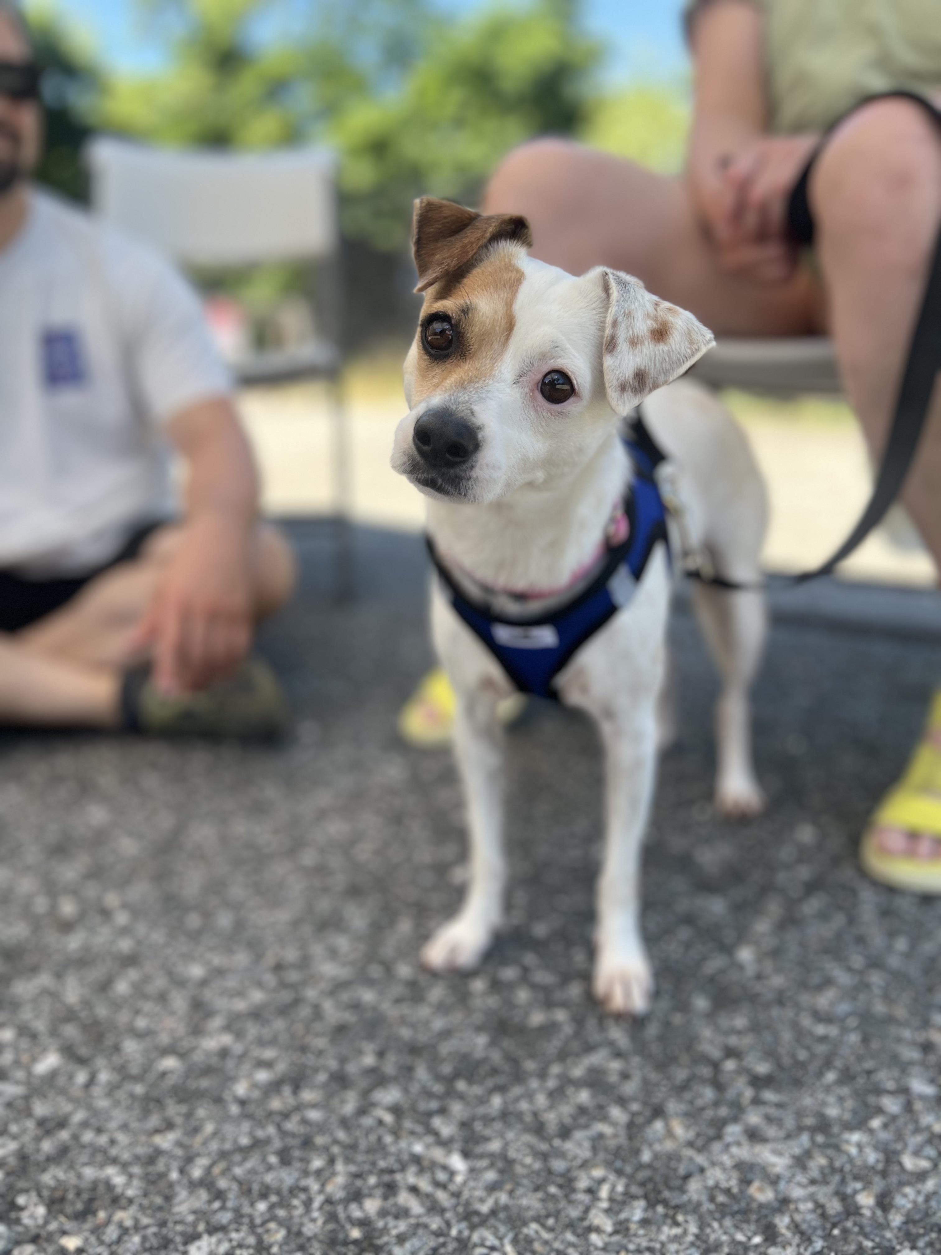 Enlarge Kiana, an adoptable mixed breed in Harrison, NY image 1/6