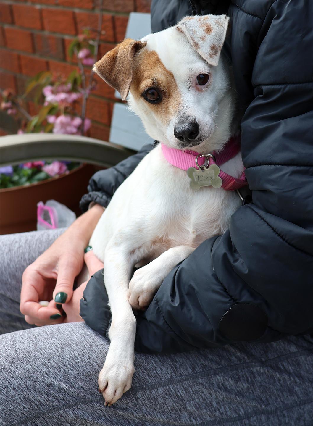 Enlarge Kiana, an adoptable mixed breed in Harrison, NY image 4/6