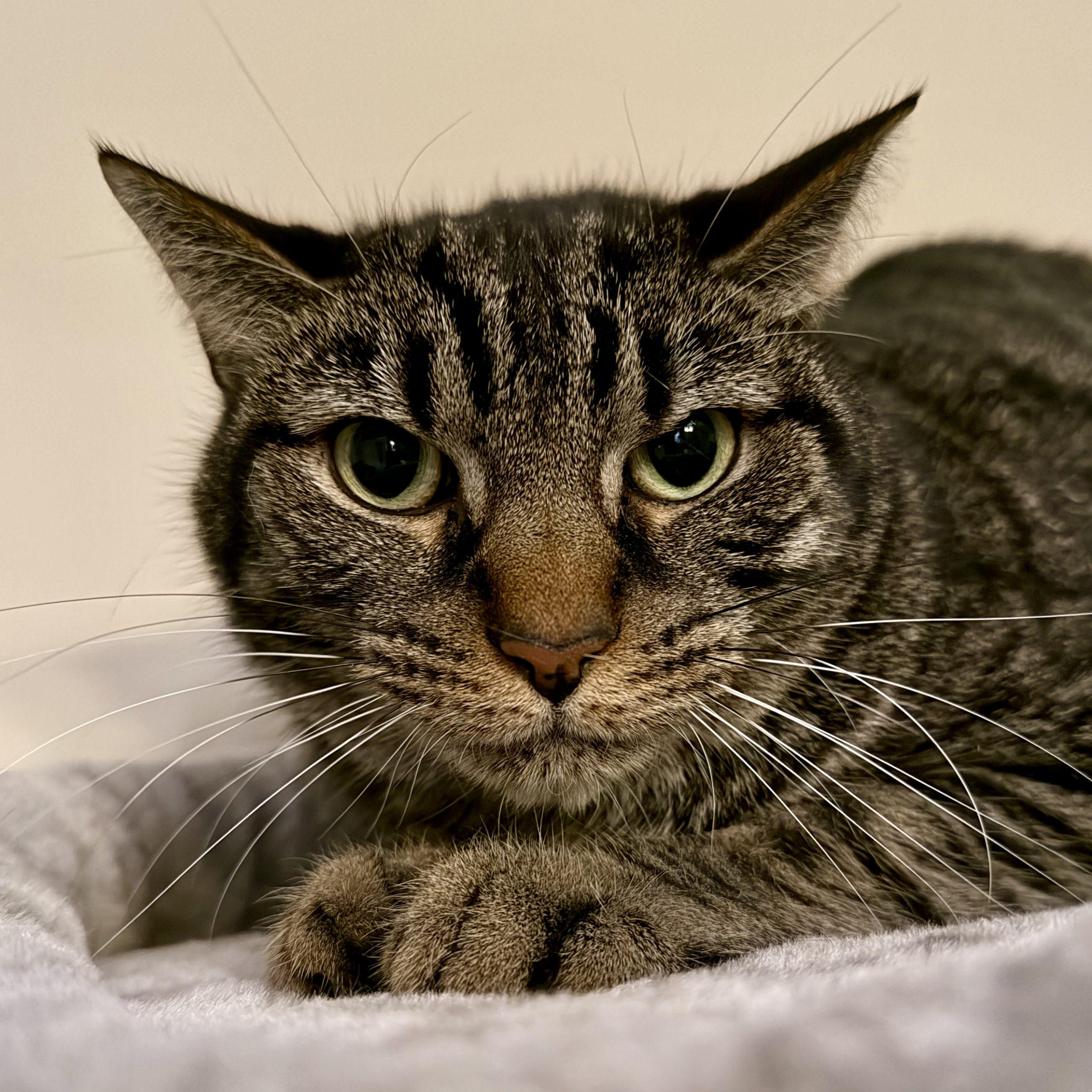 Enlarge Nugget, a Adoptable mixed breed in Knoxville, TN image 1/6