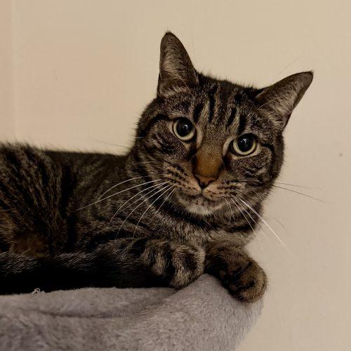 Nugget, Adoptable, Young Male Tabby & Domestic Short Hair.