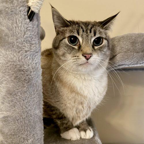 Enlarge Nugget, a Adoptable mixed breed in Knoxville, TN image 2/5