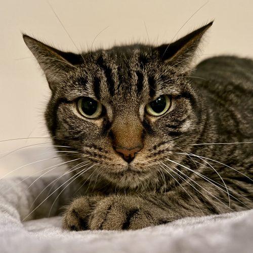 Enlarge Nugget, a Adoptable mixed breed in Knoxville, TN image 3/5