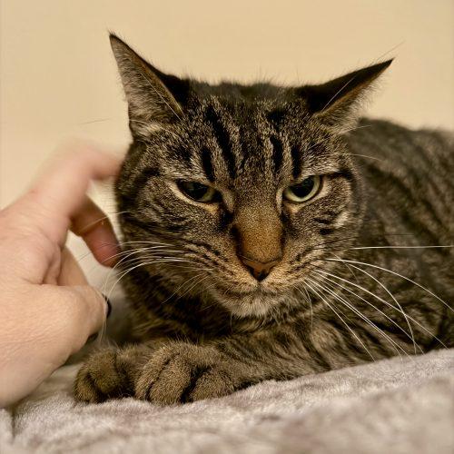 Enlarge Nugget, a Adoptable mixed breed in Knoxville, TN image 4/5