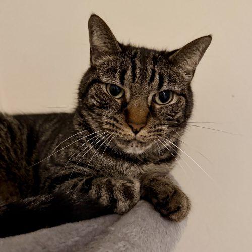 Nugget, a Adoptable mixed breed in Knoxville, TN image 2/5