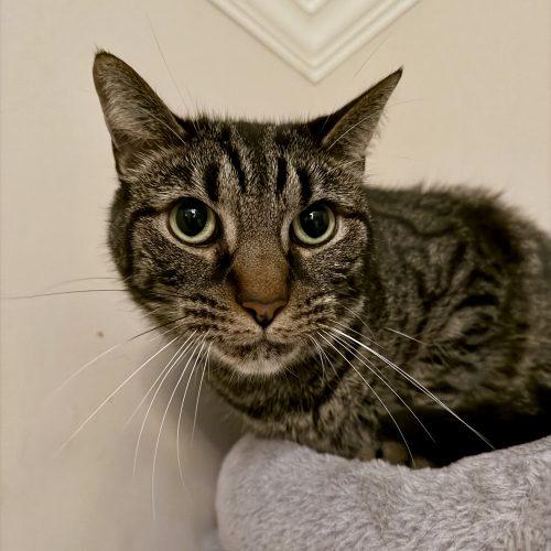 Nugget, a Adoptable mixed breed in Knoxville, TN image 3/5